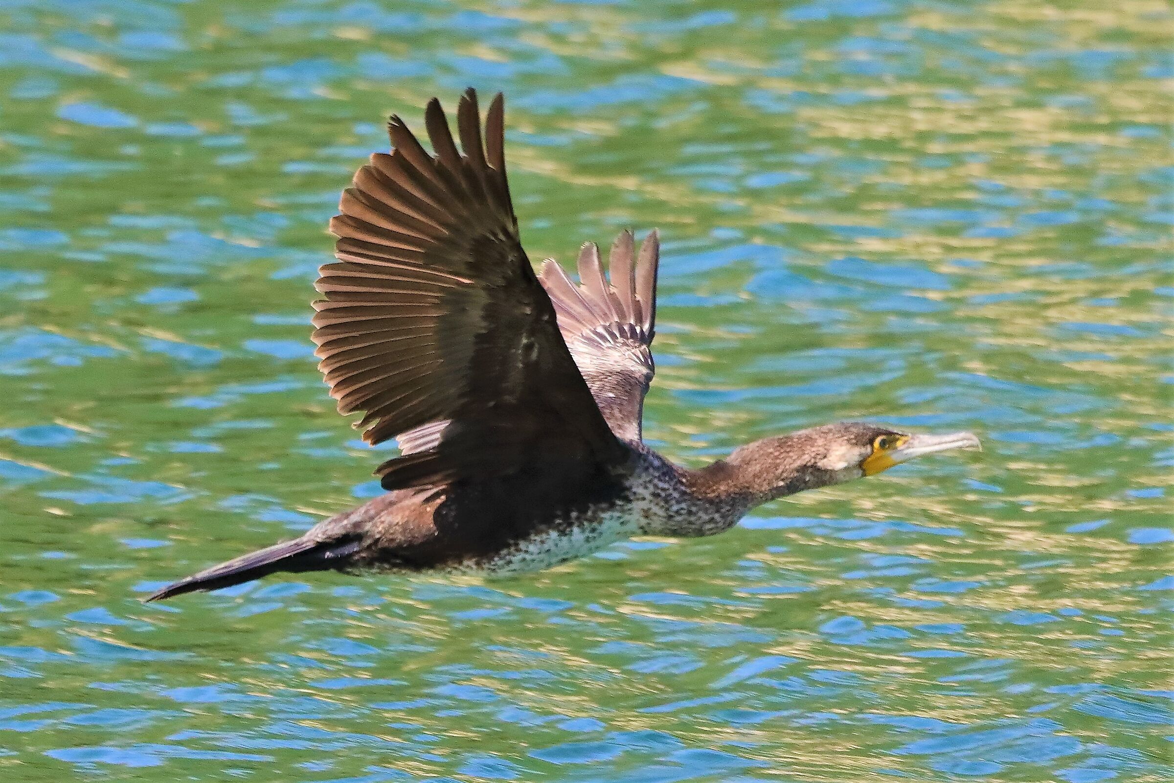 cormorano 10-05-2022