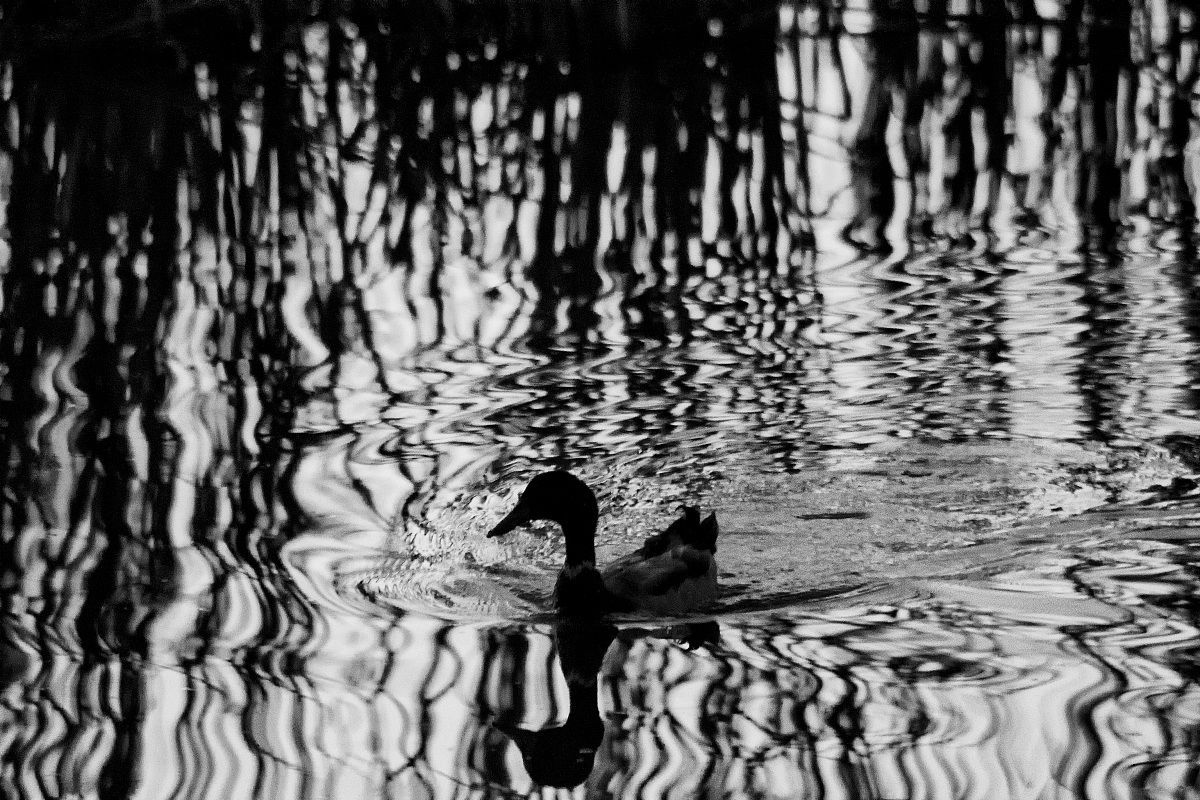 Germano in controluce