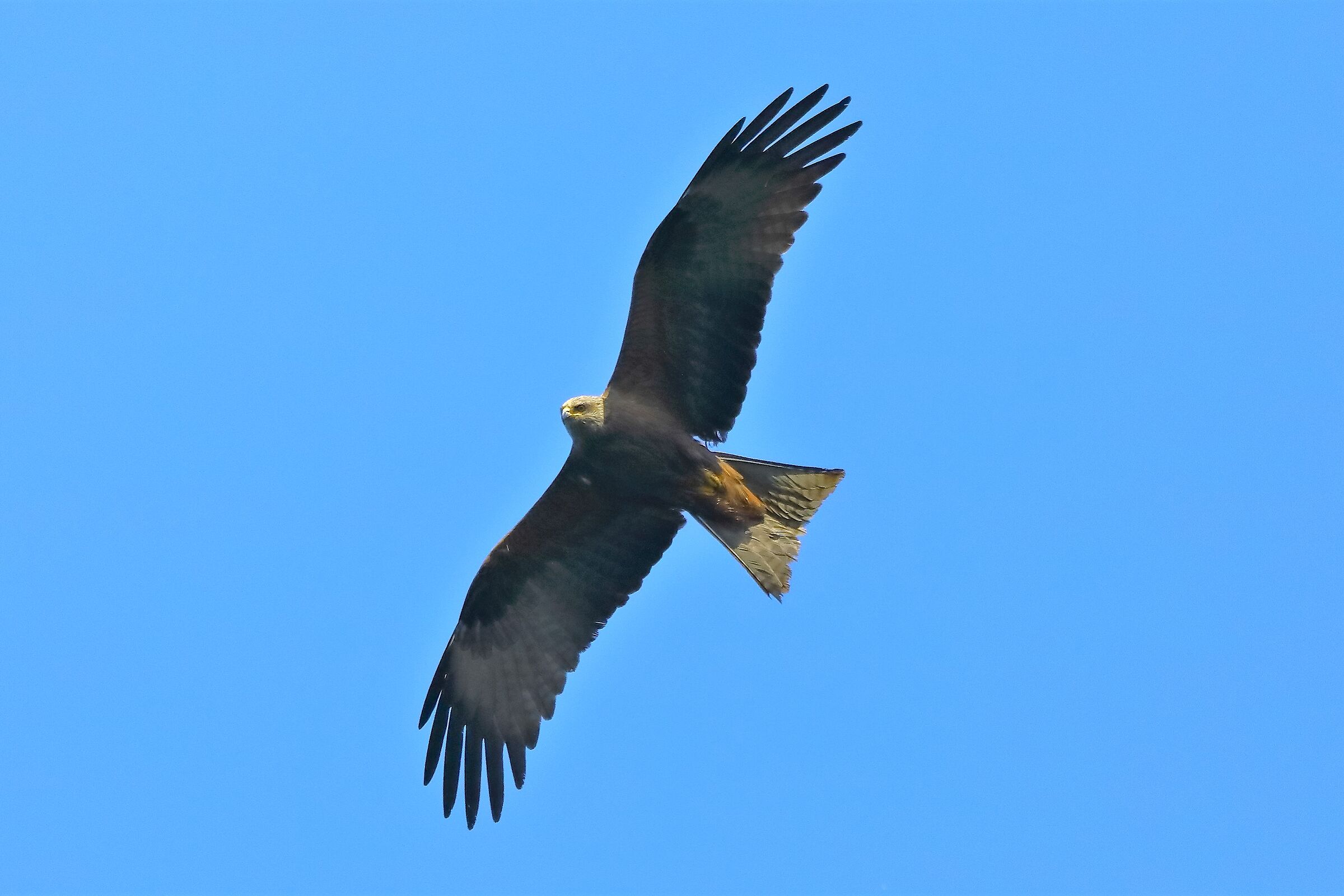 Nibbio bruno 10-05-2022