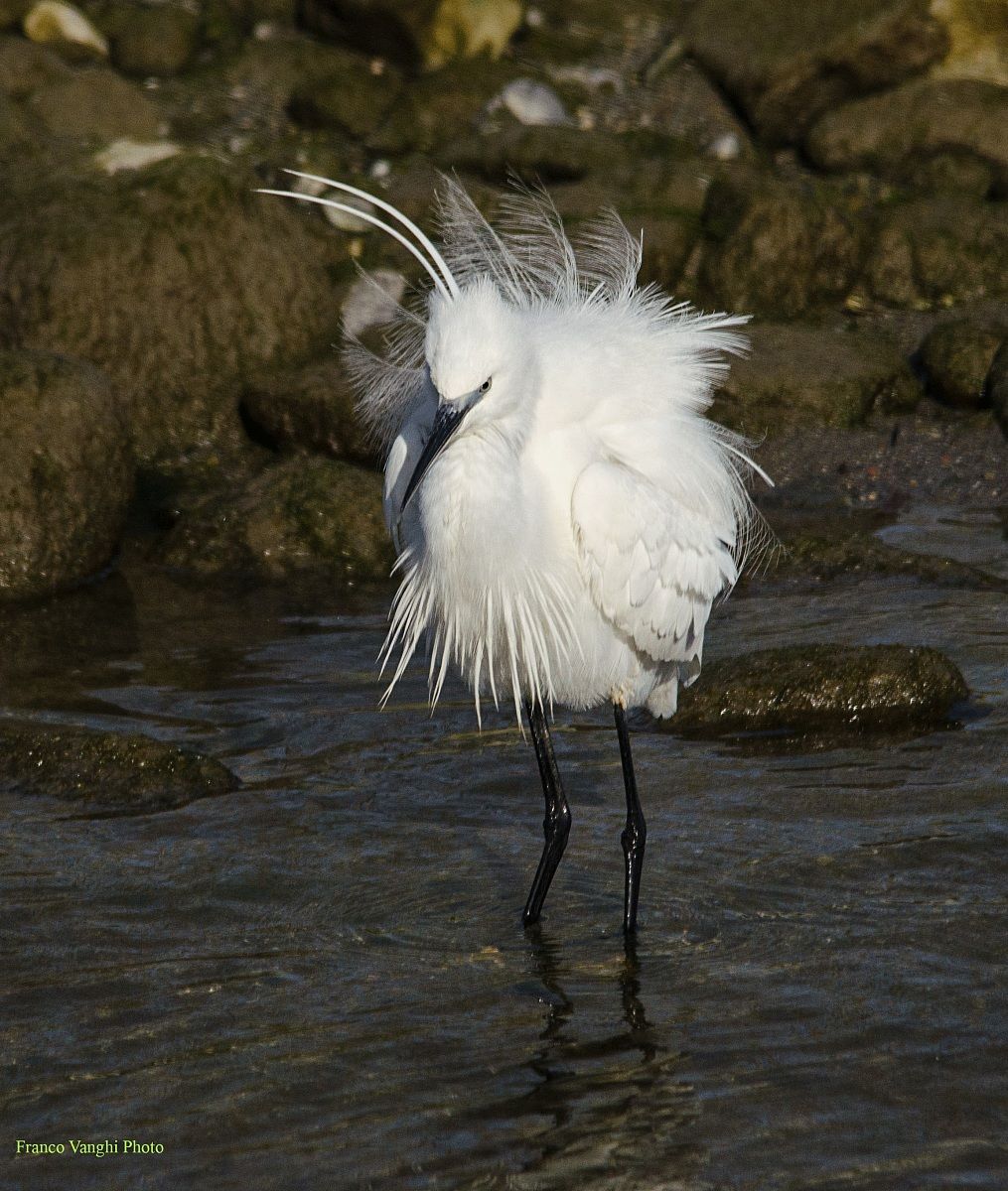egret