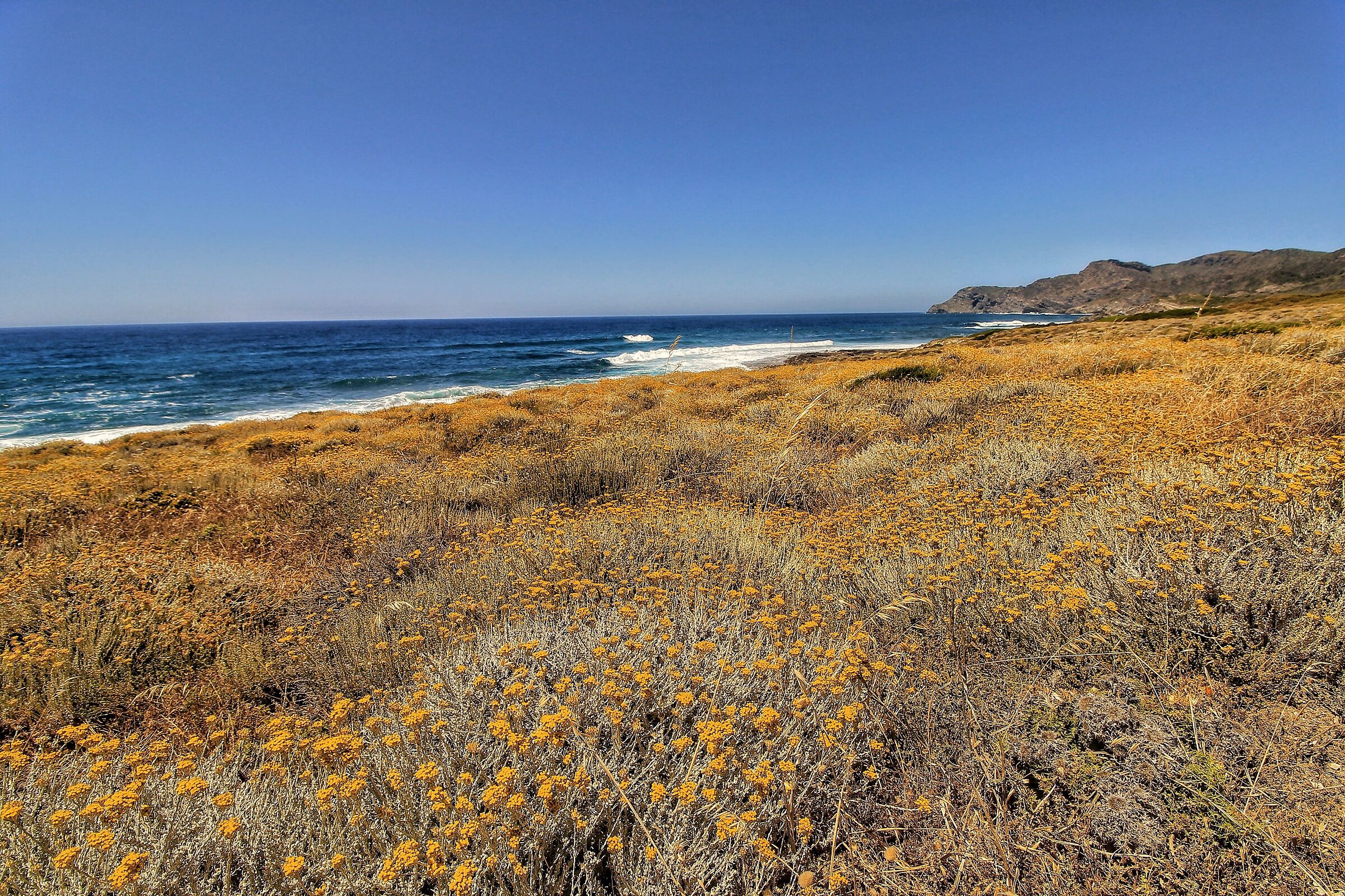 A sea of helichrysums