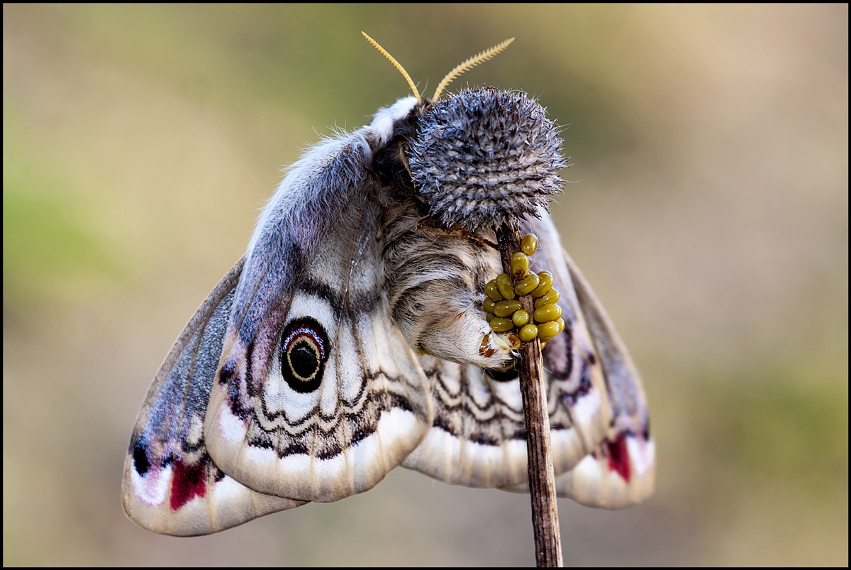 Saturnia.........deposizione delle uova