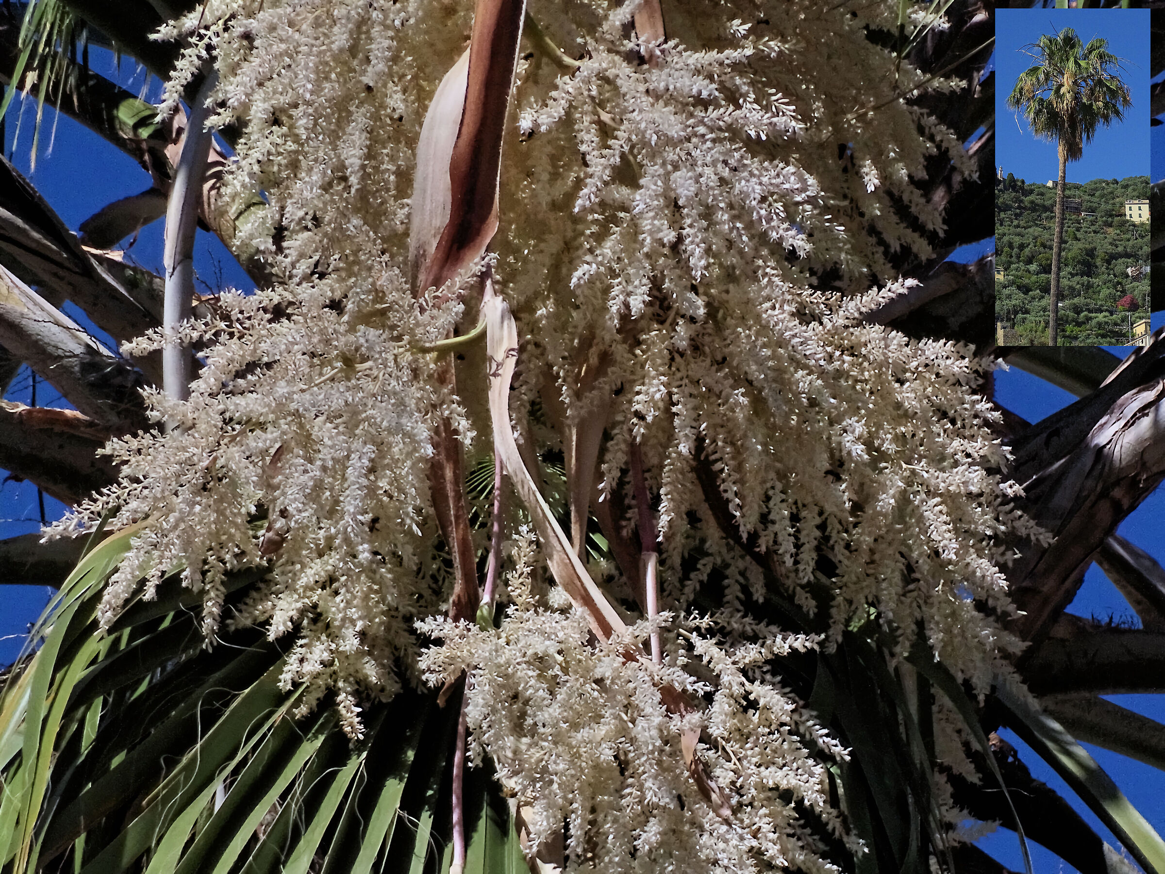 Washingtonia robusta