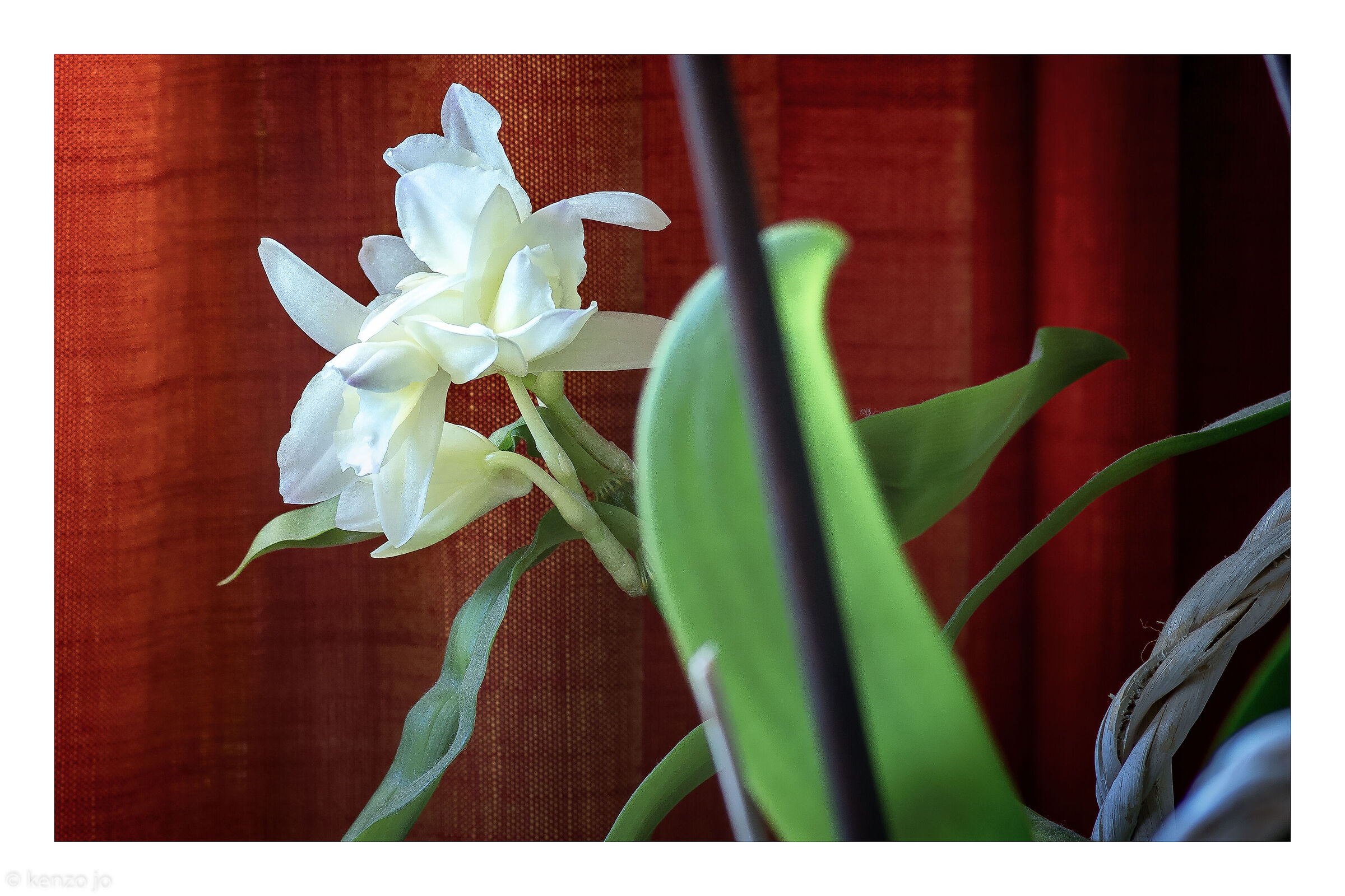 La mia orchidea selvaggia