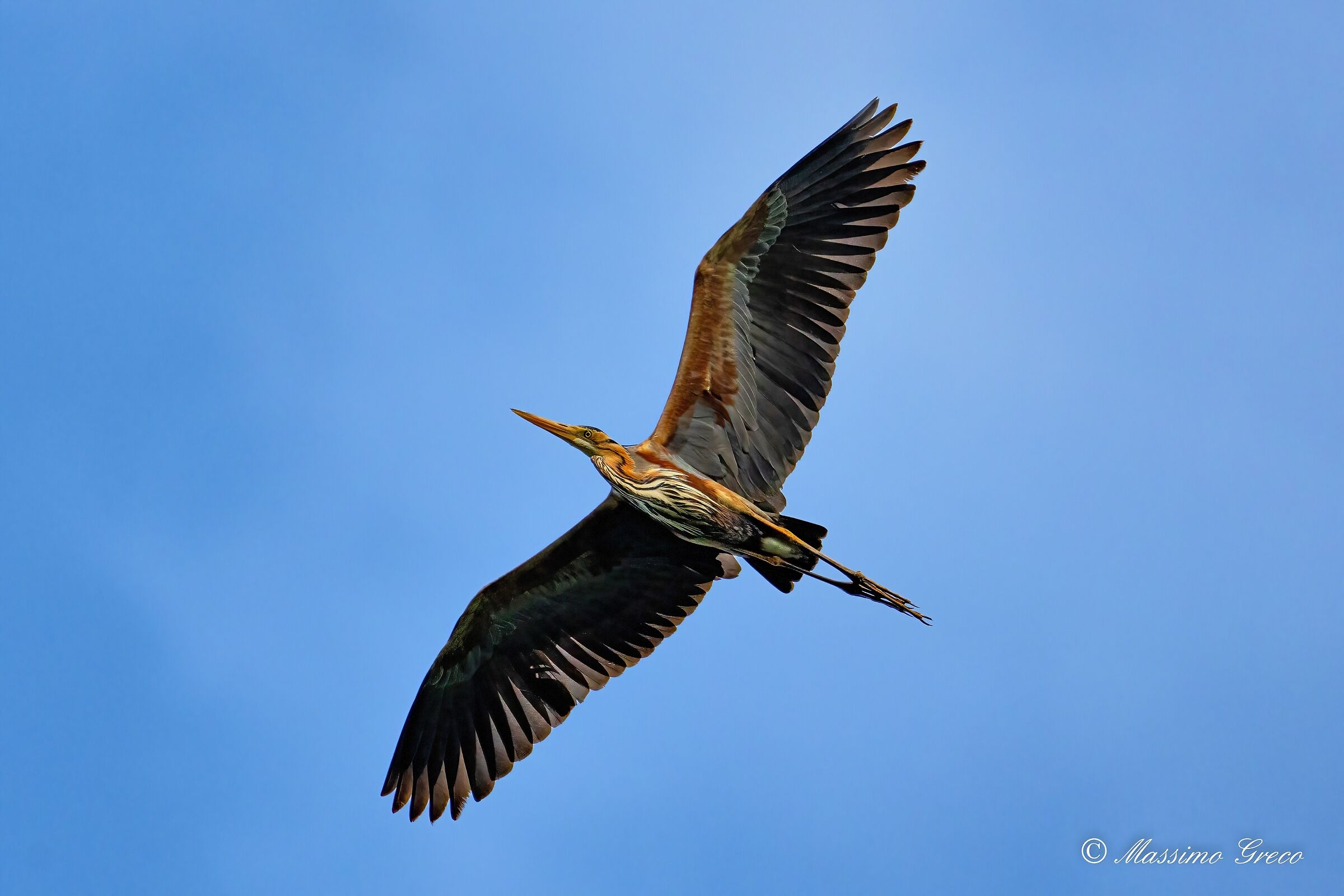 Red heron (Ardea purpurea)