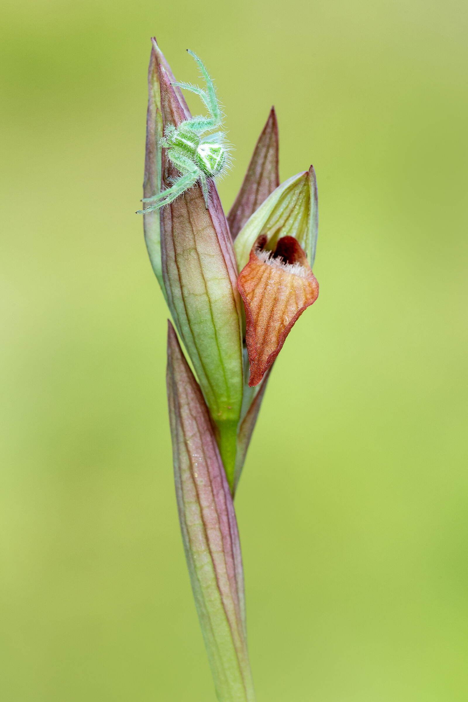 Heriaeus hirtus