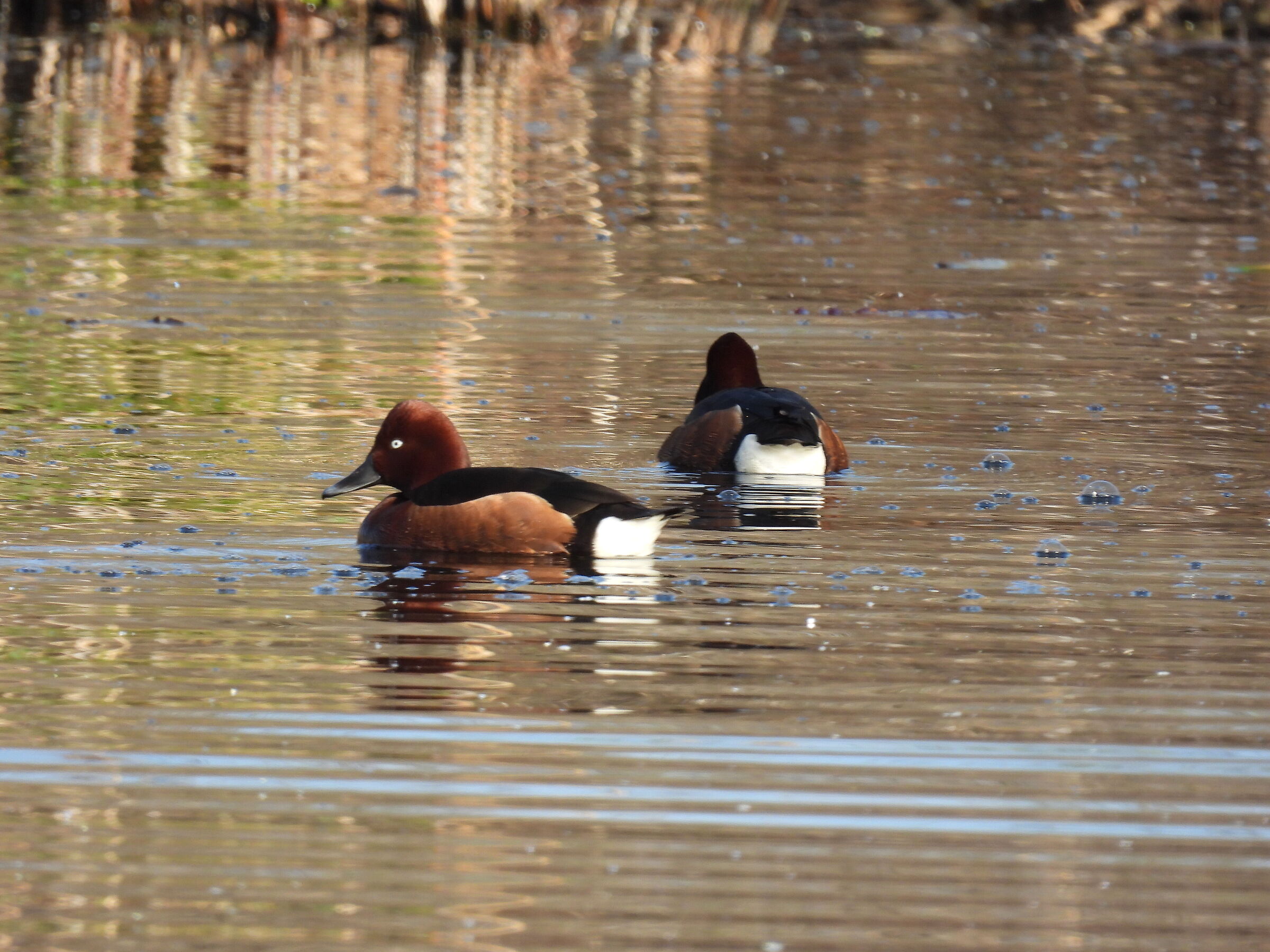 Ferruginous duck