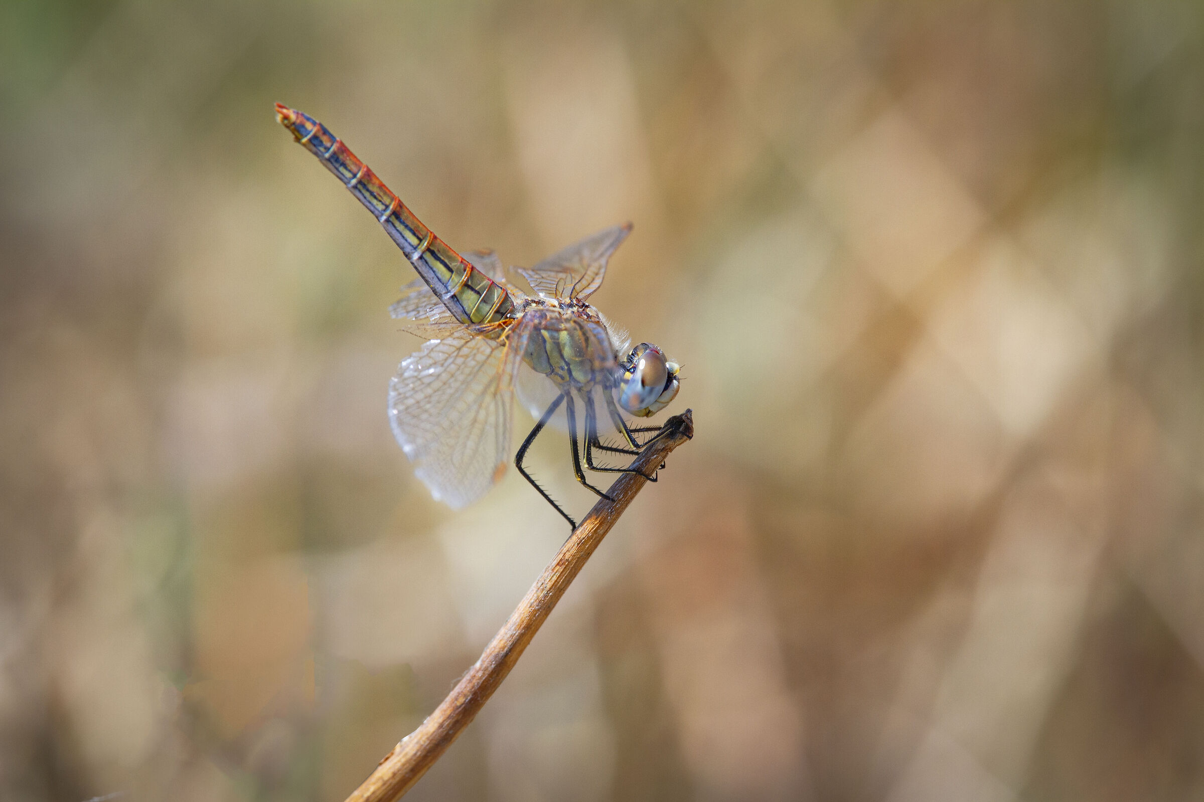 Sympetrum fonscolombii, femmina matura