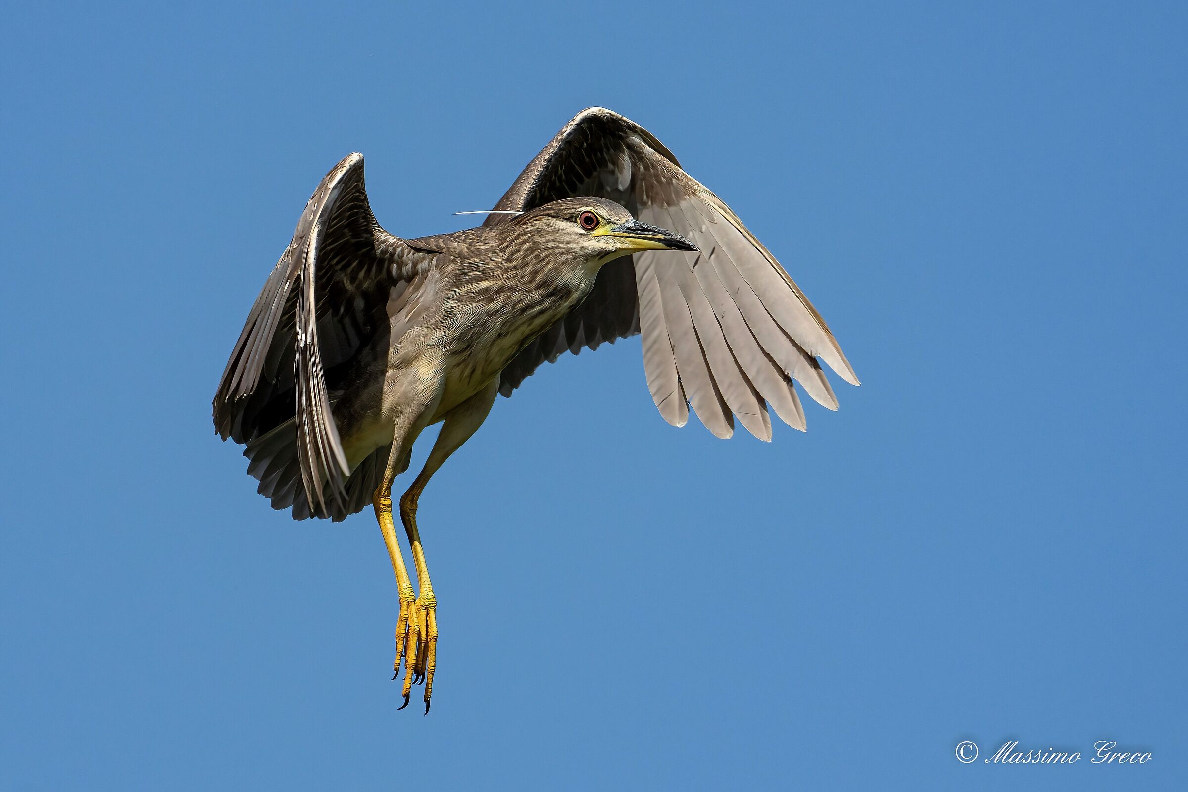 Nitticora (Nycticorax nycticorax ) juv