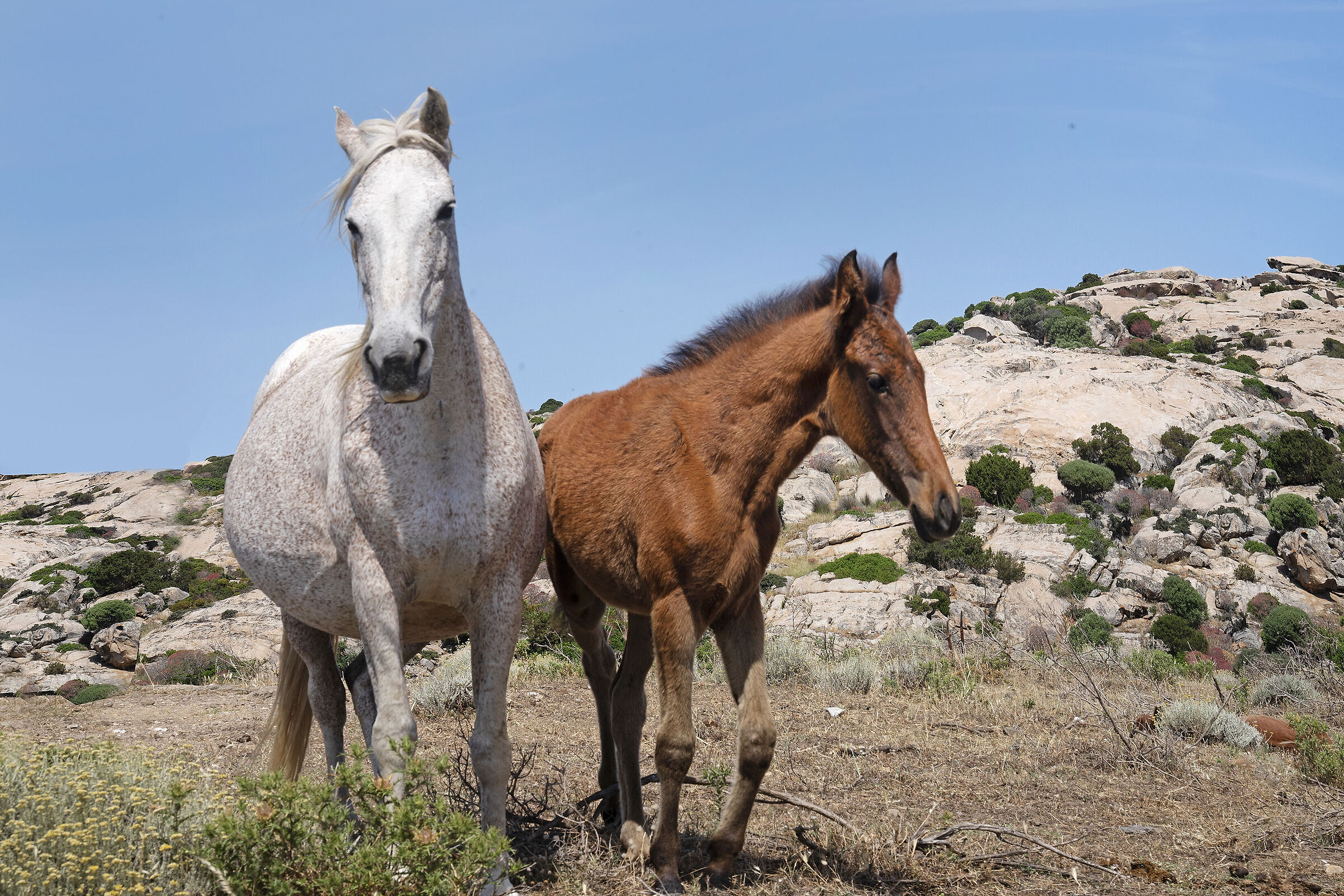 I cavalli dell'Asinara - Sardegna