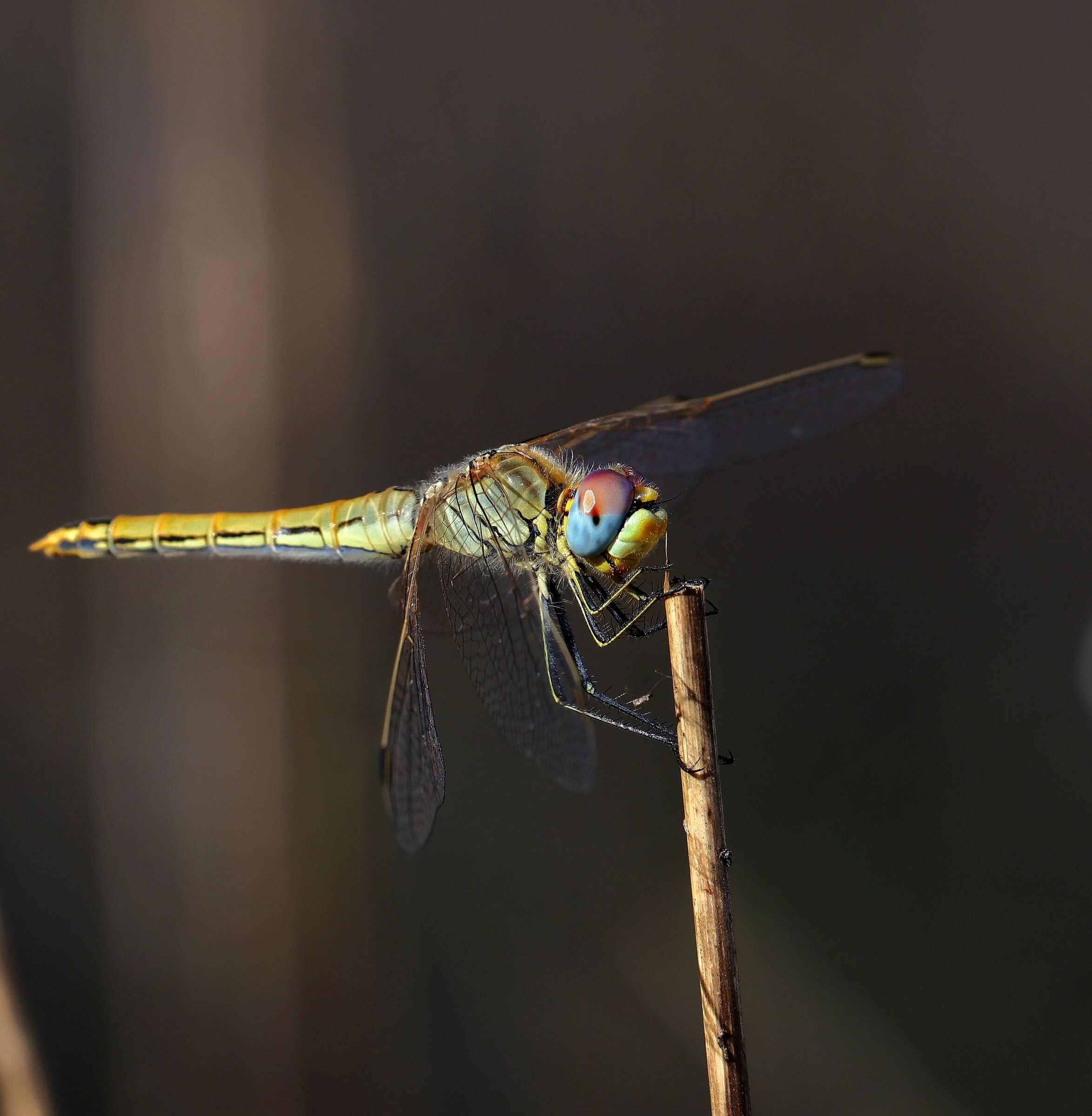 Orthetrum cancellatum