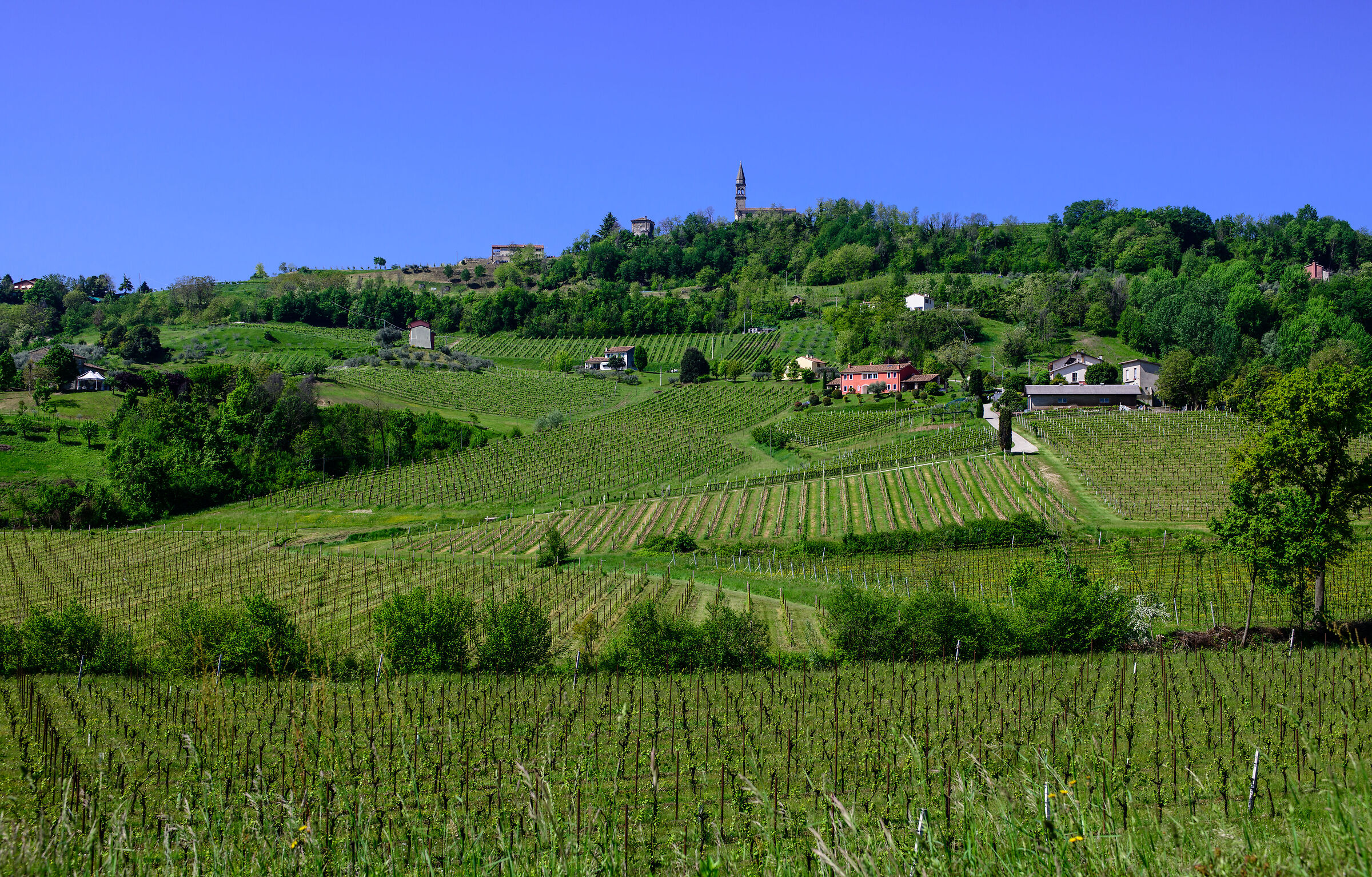 Conegliano Veneto (Tv)-Filari di Prosecco