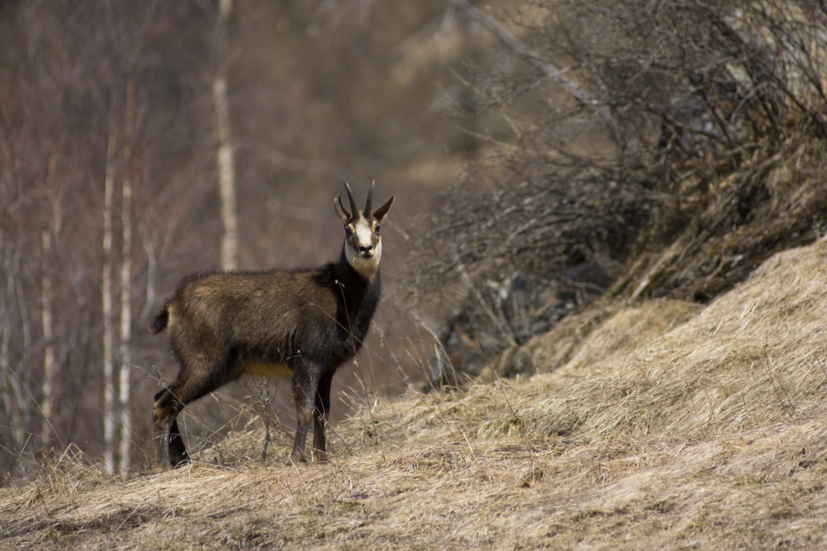 Chamois