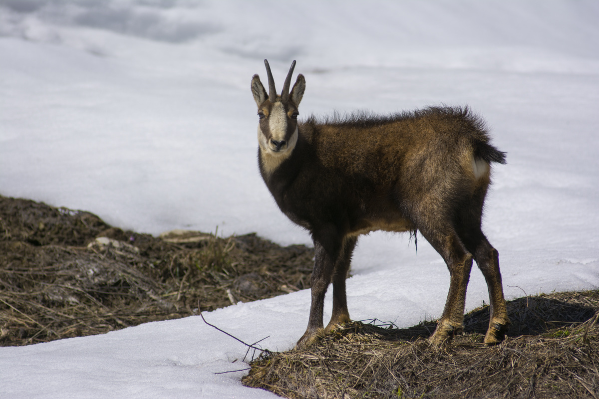 Chamois
