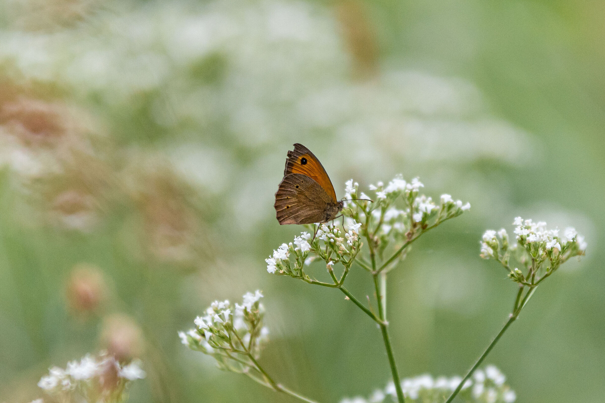 Delicate