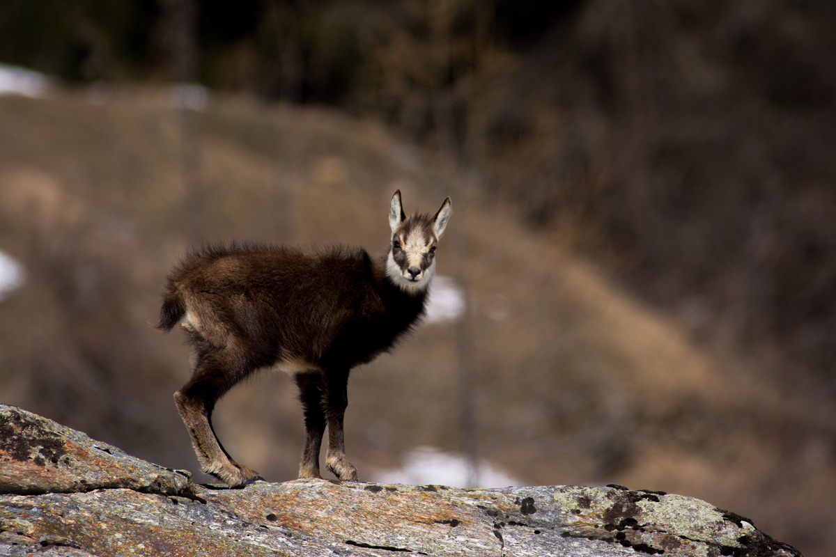 chamois