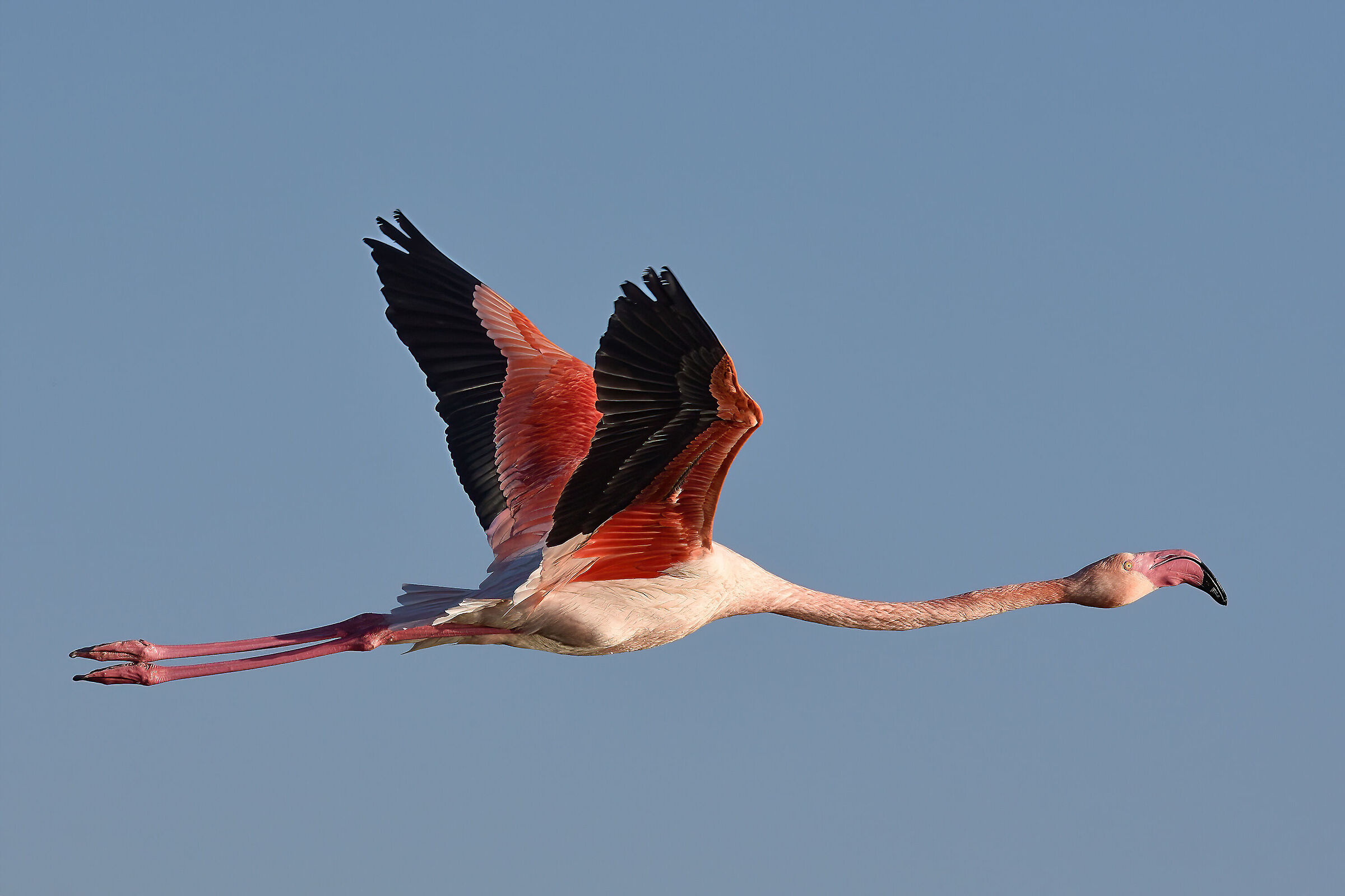 Flamingo in flight