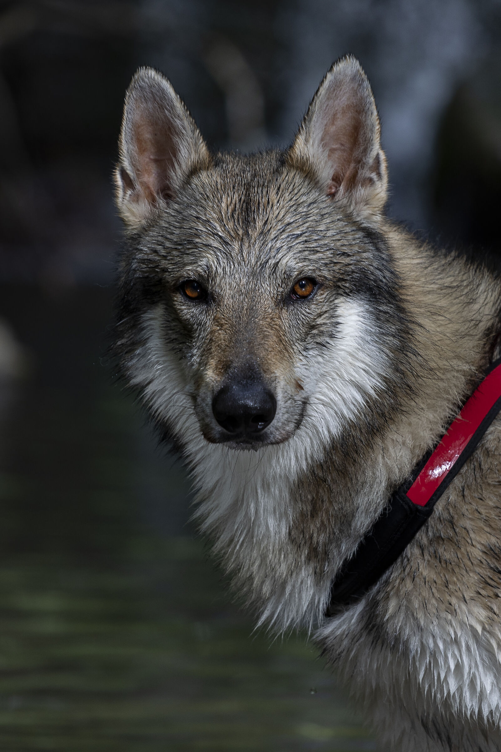 Jason Cane Lupo Cecoslovacco