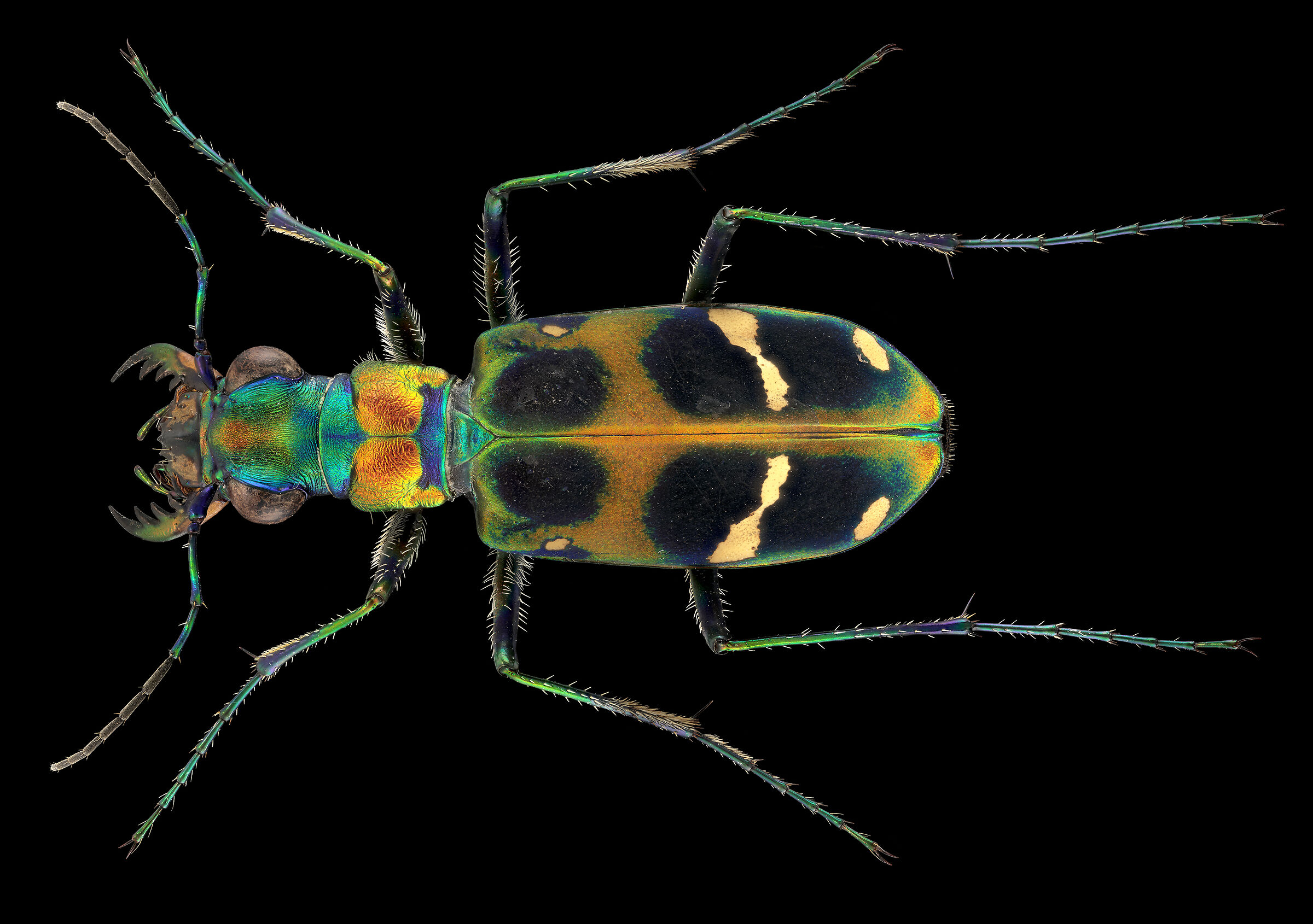 Cicindela chinensis
