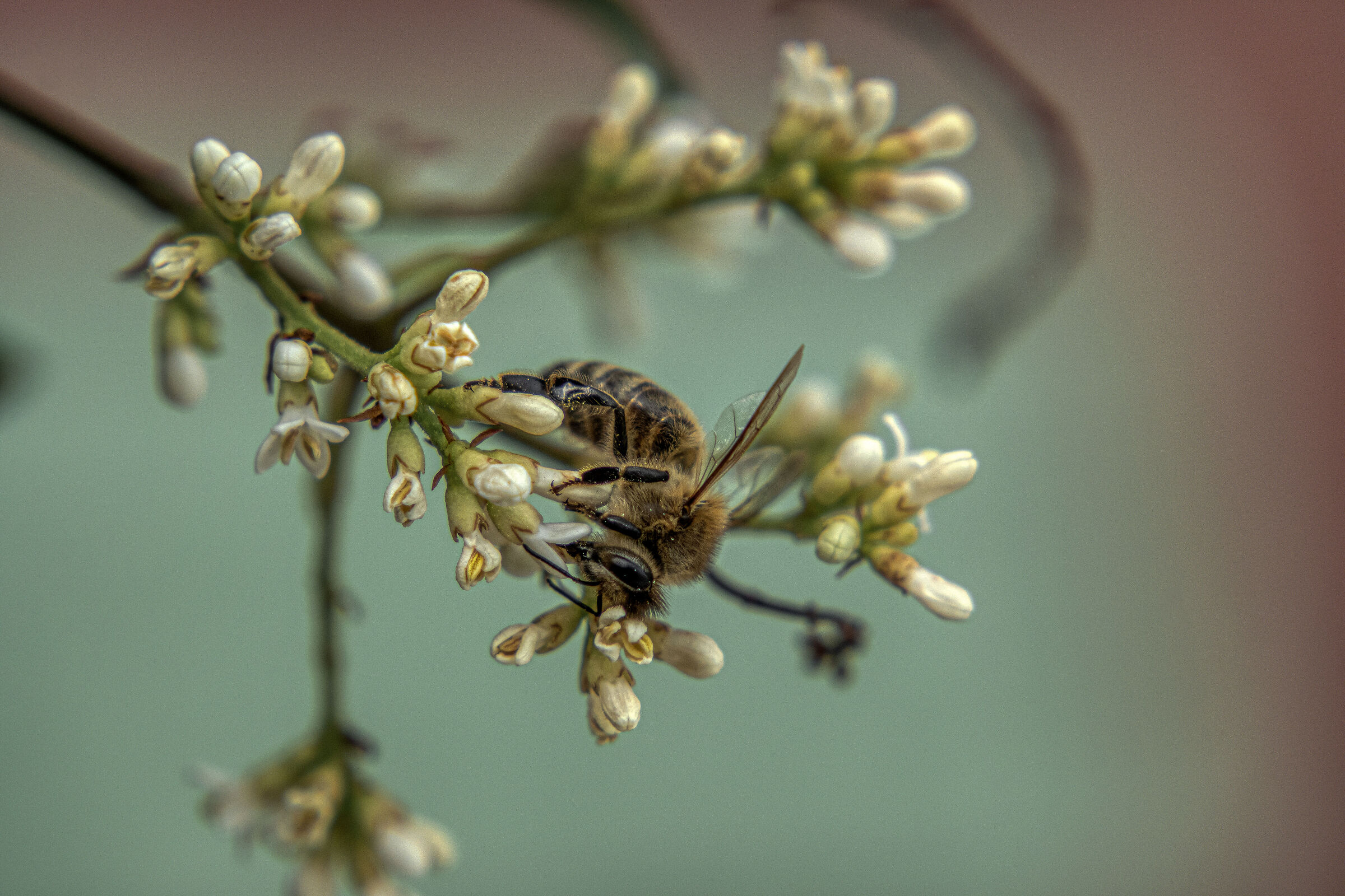 Ape in fase di impollinazione