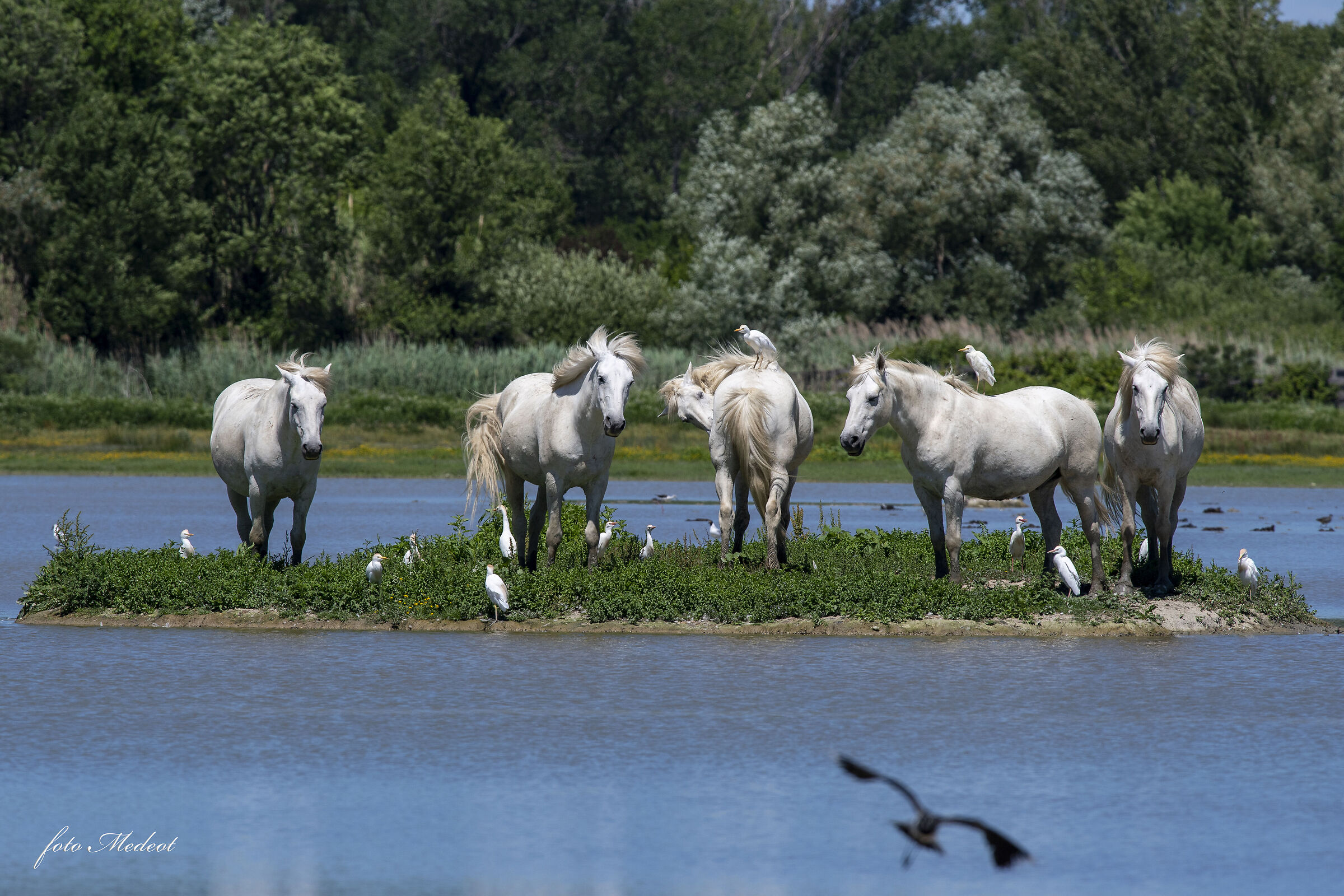 Cavalli e Guardabuoi
