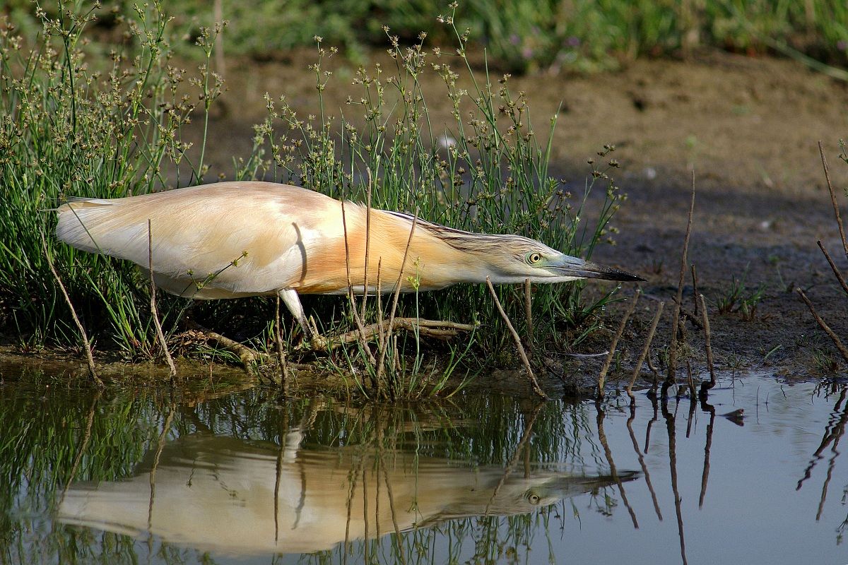 The ambush .. (Squacco)