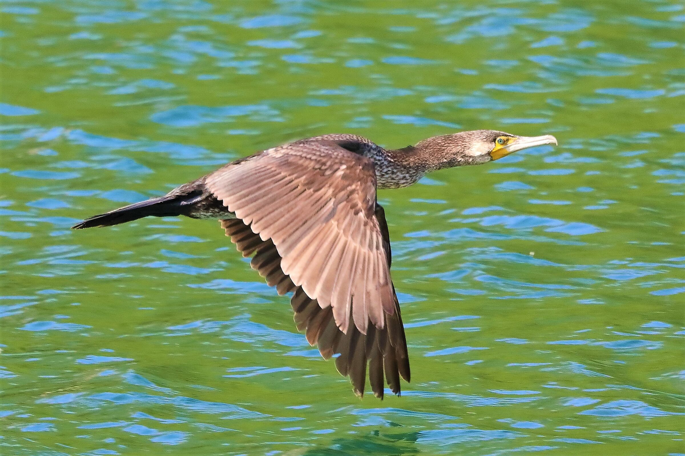 cormorano 10-05-2022