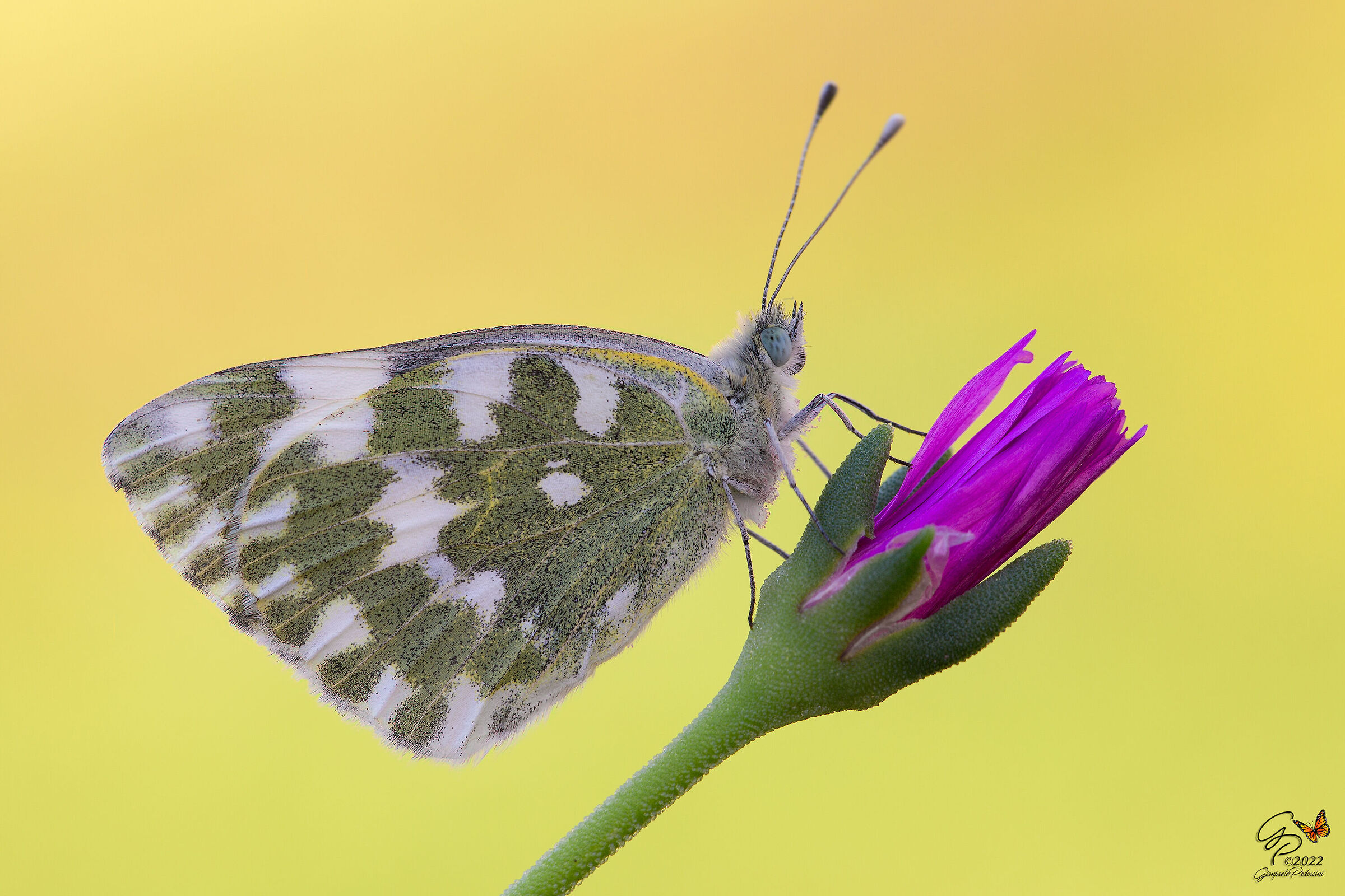 Pontia edusa