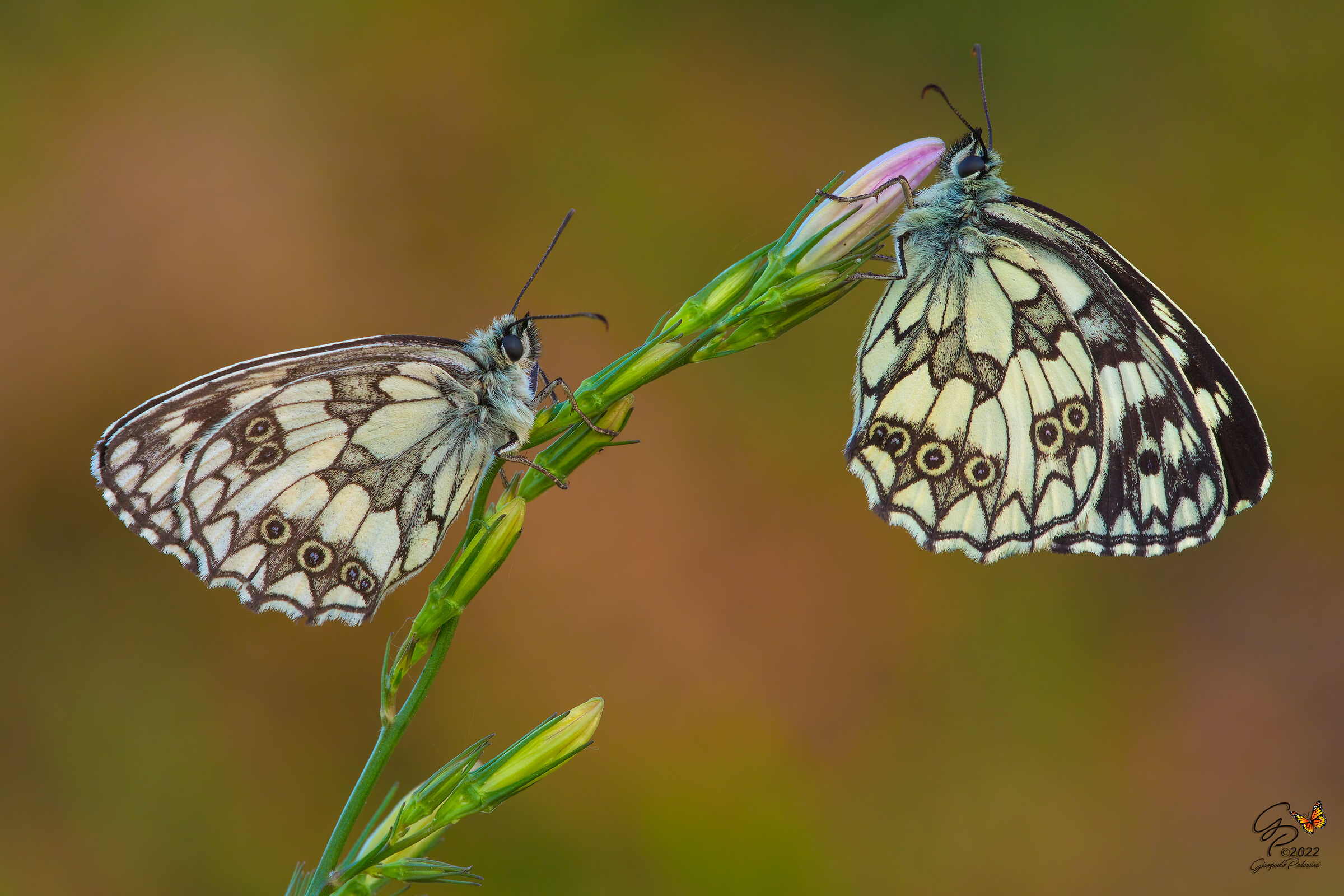 Melanargia galathea (2)