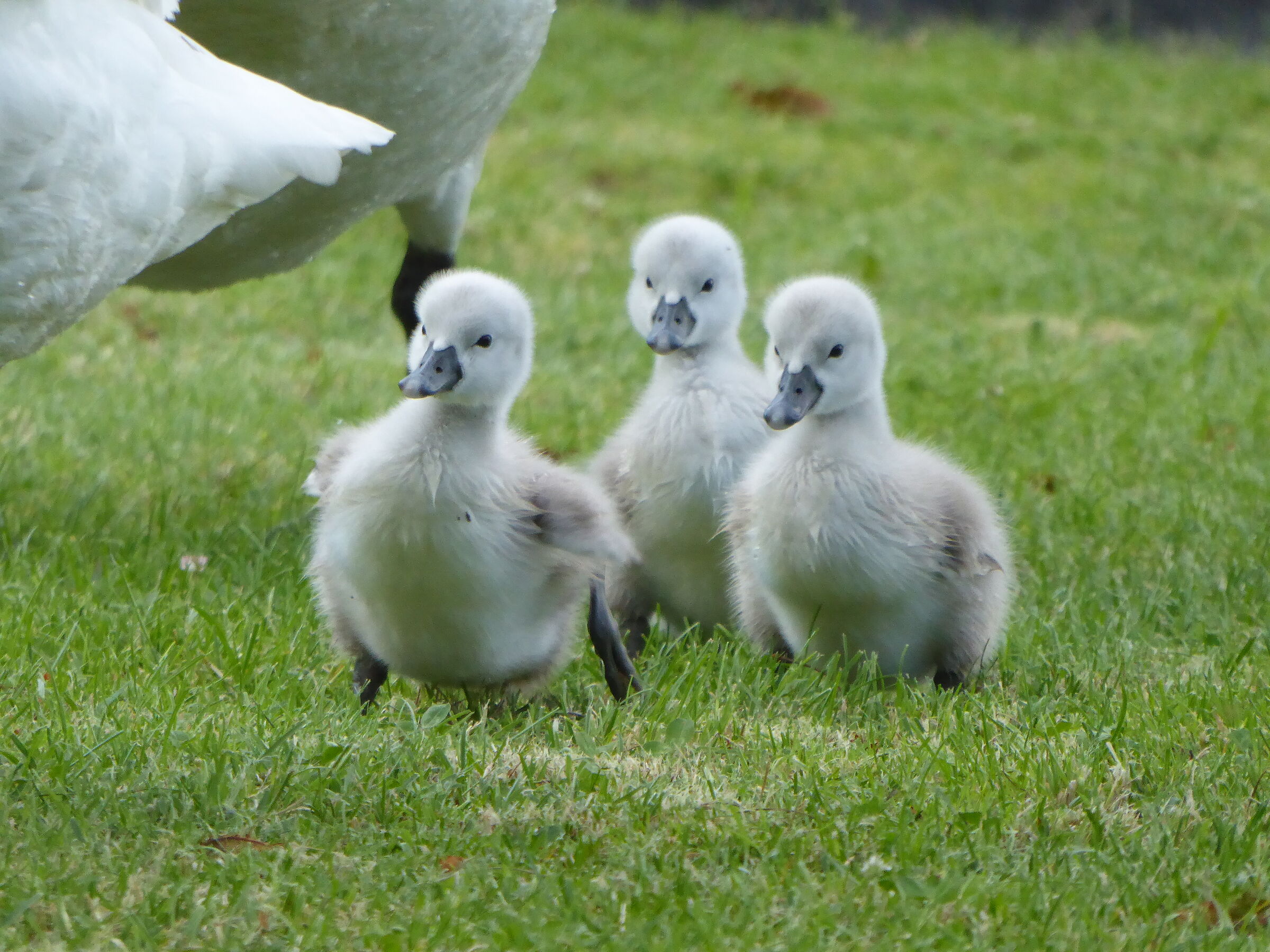 Swan chicks
