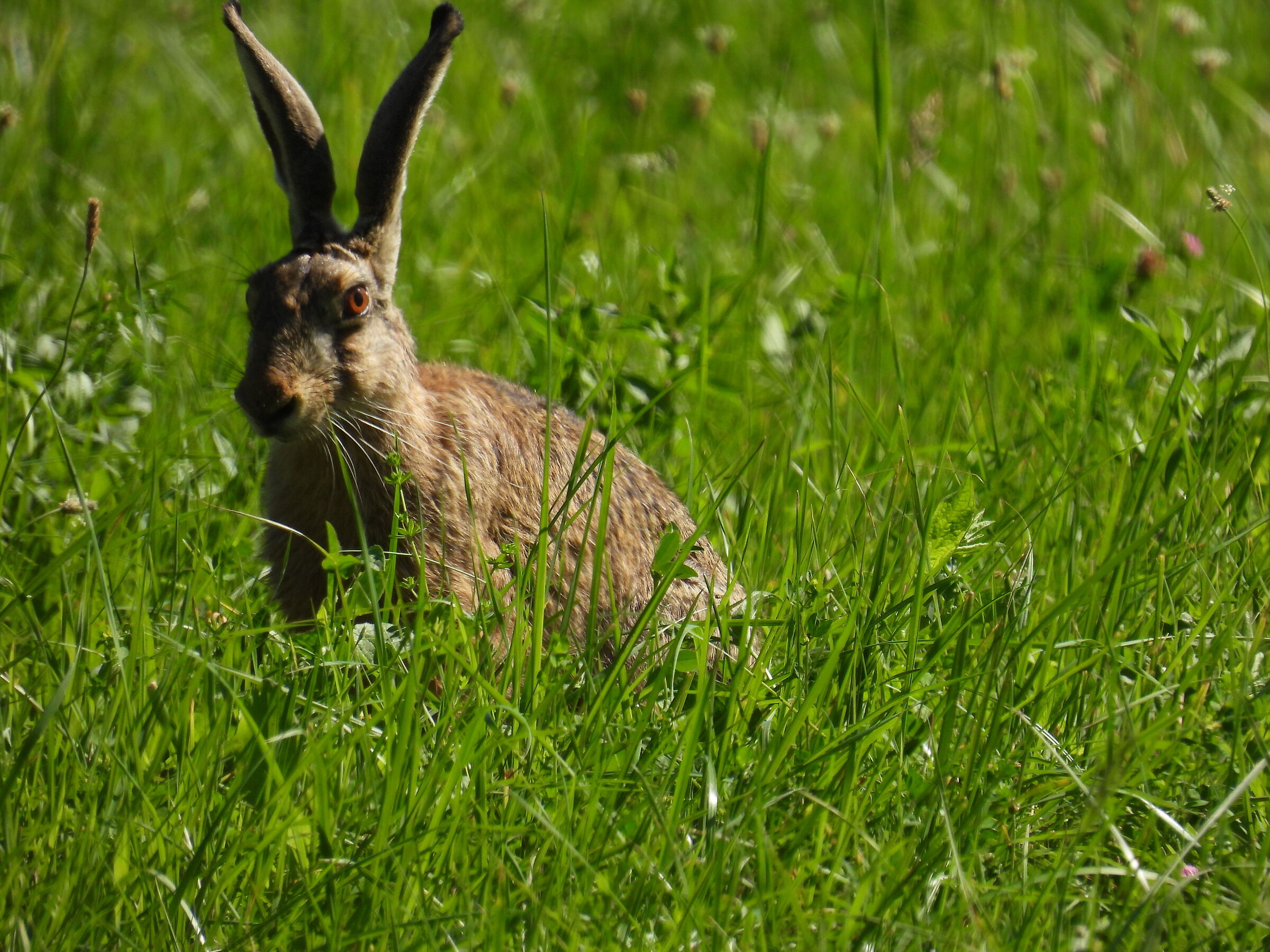 European Hare