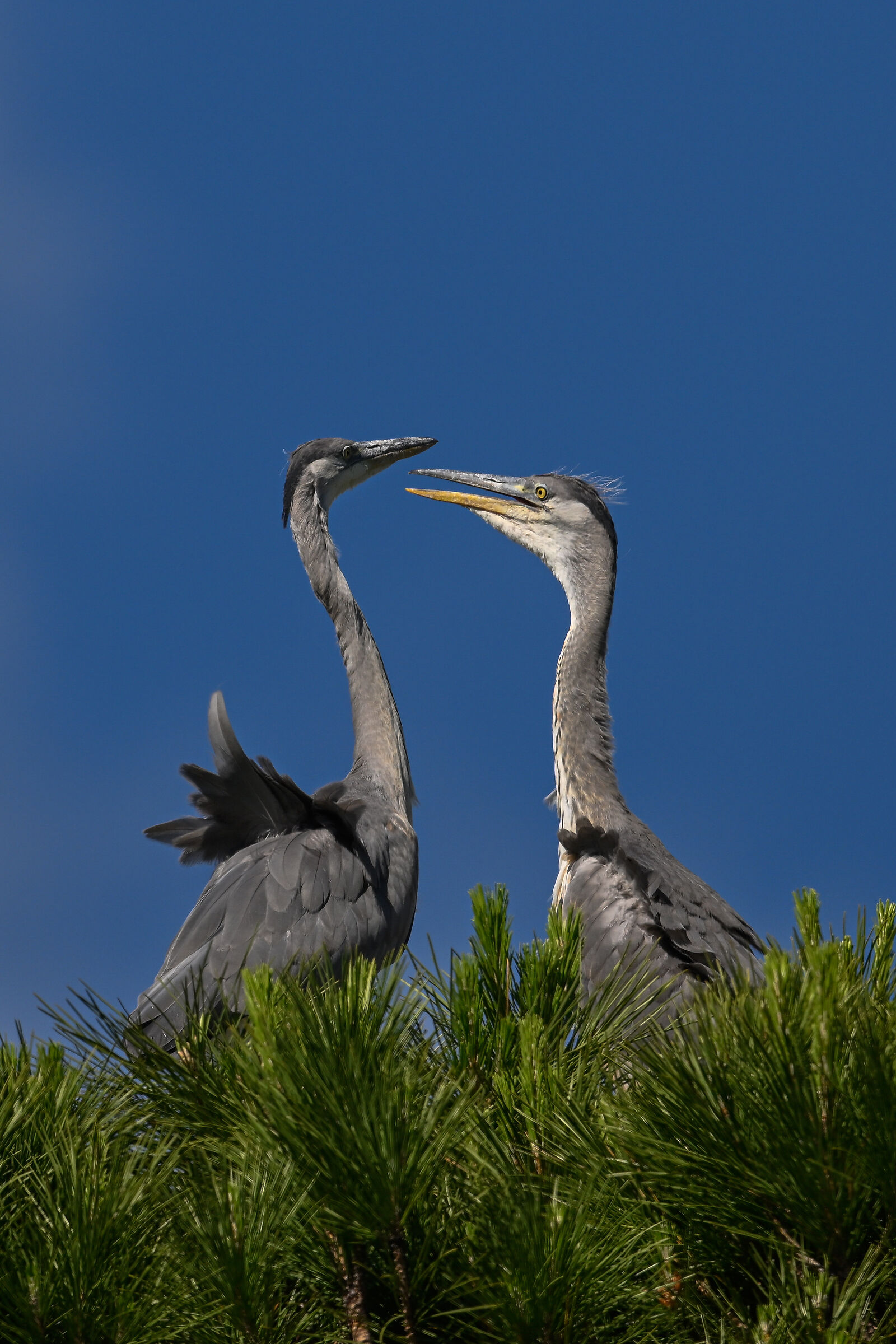 Grey herons