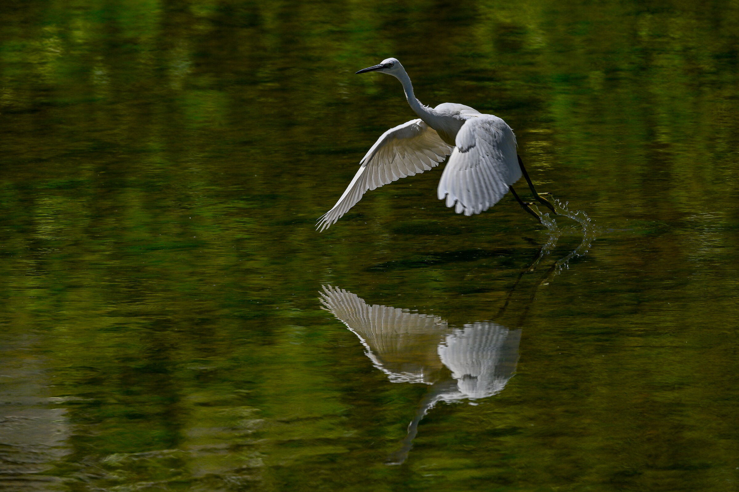 Egret