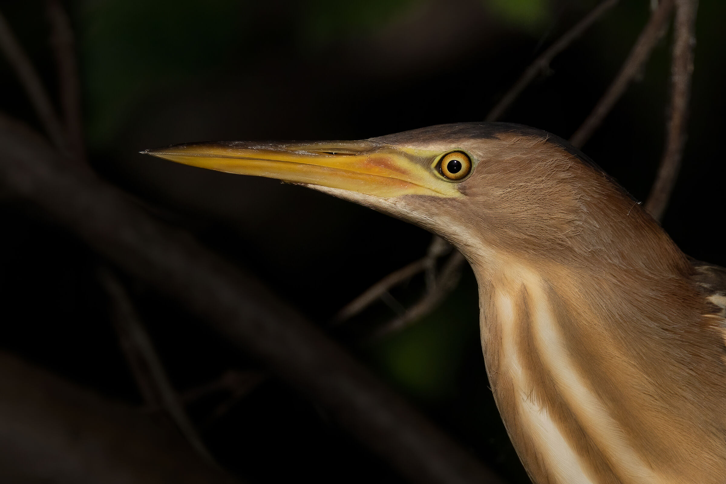 L'occhio del Tarabusino