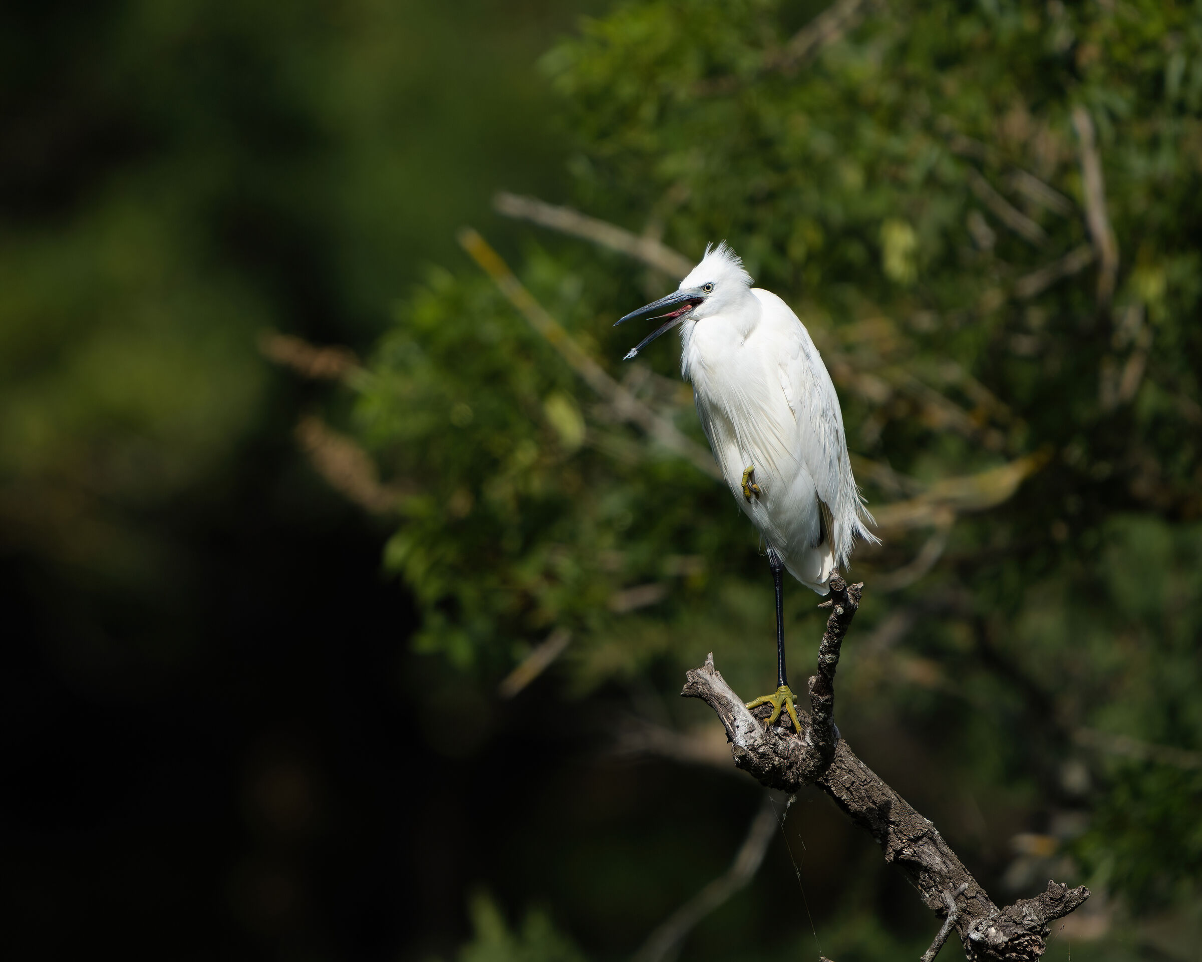 Screaming egret