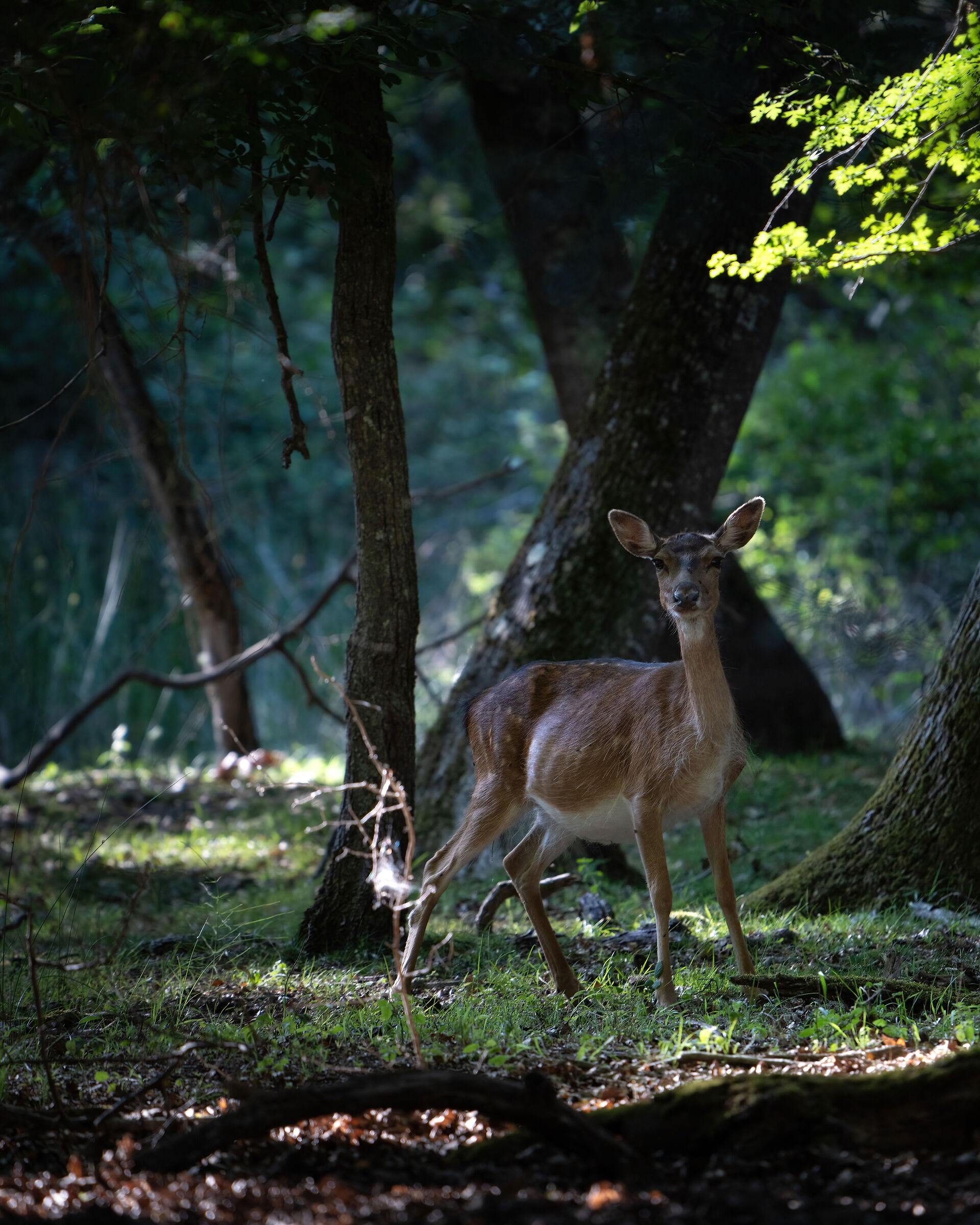 Next to become a mother