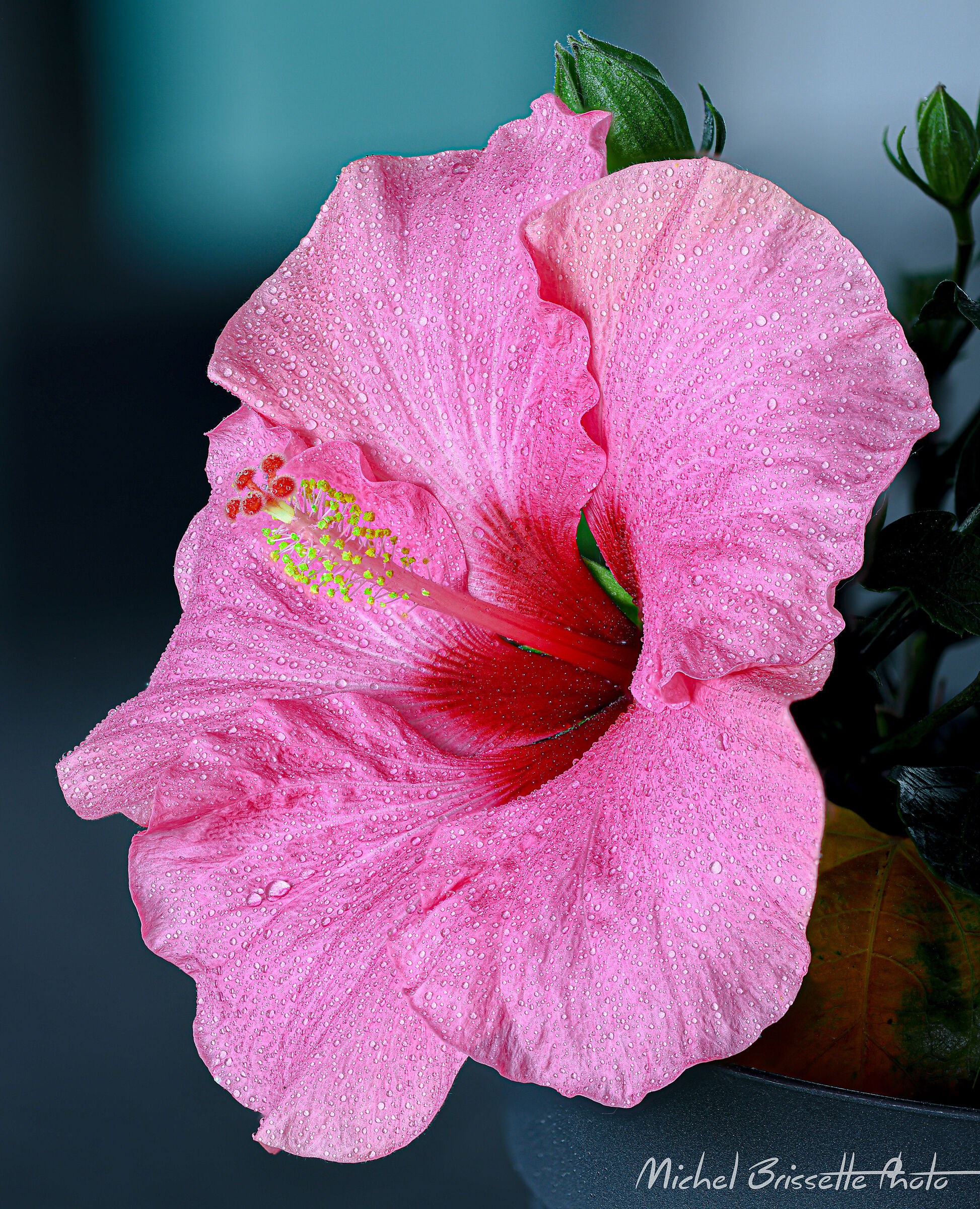 Hibiscus of the Day