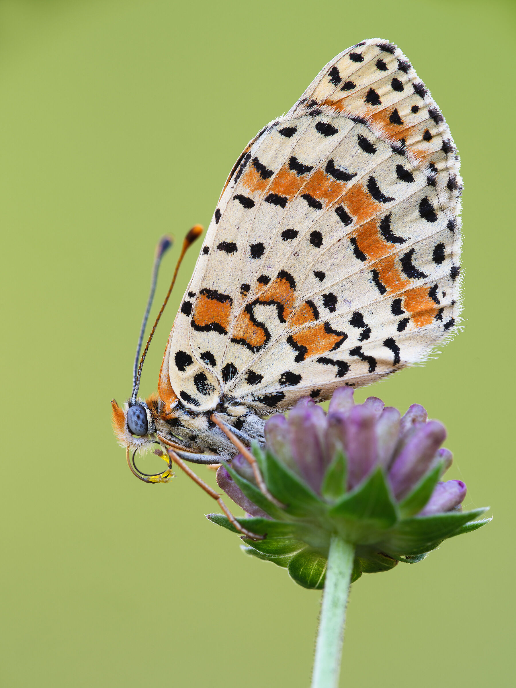 Melitaea didyma