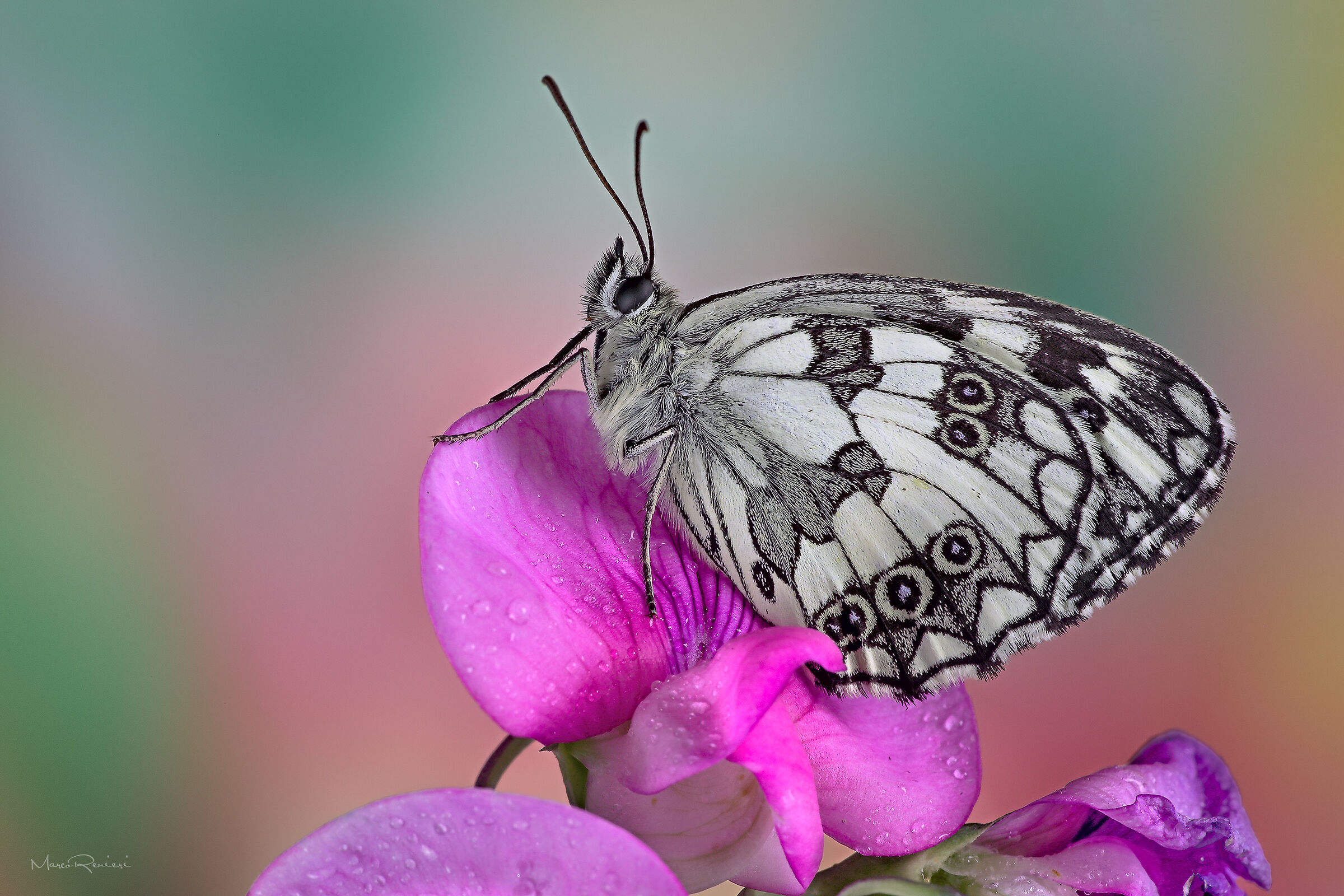 melanargia galathea