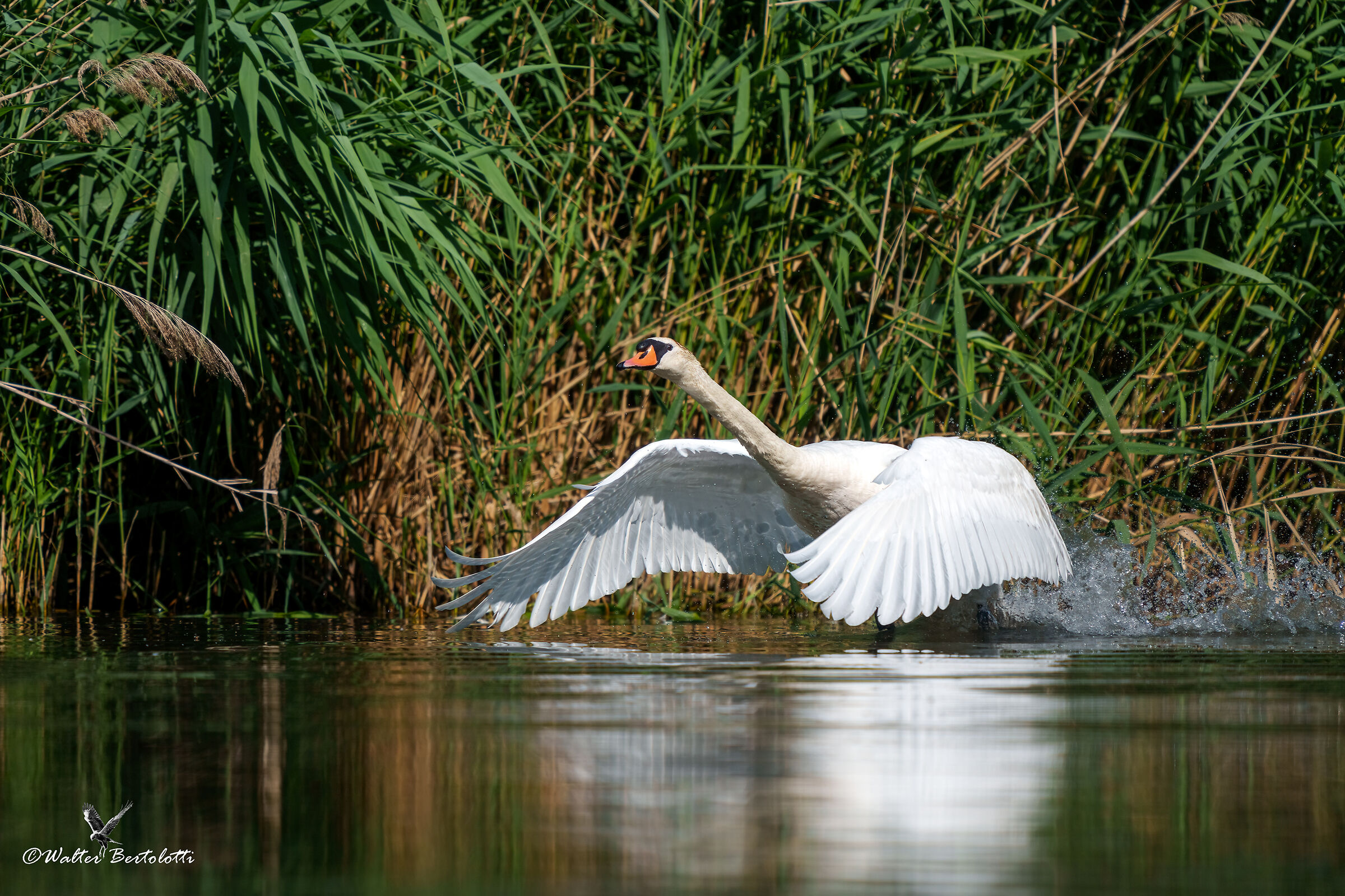 la corsa del concord