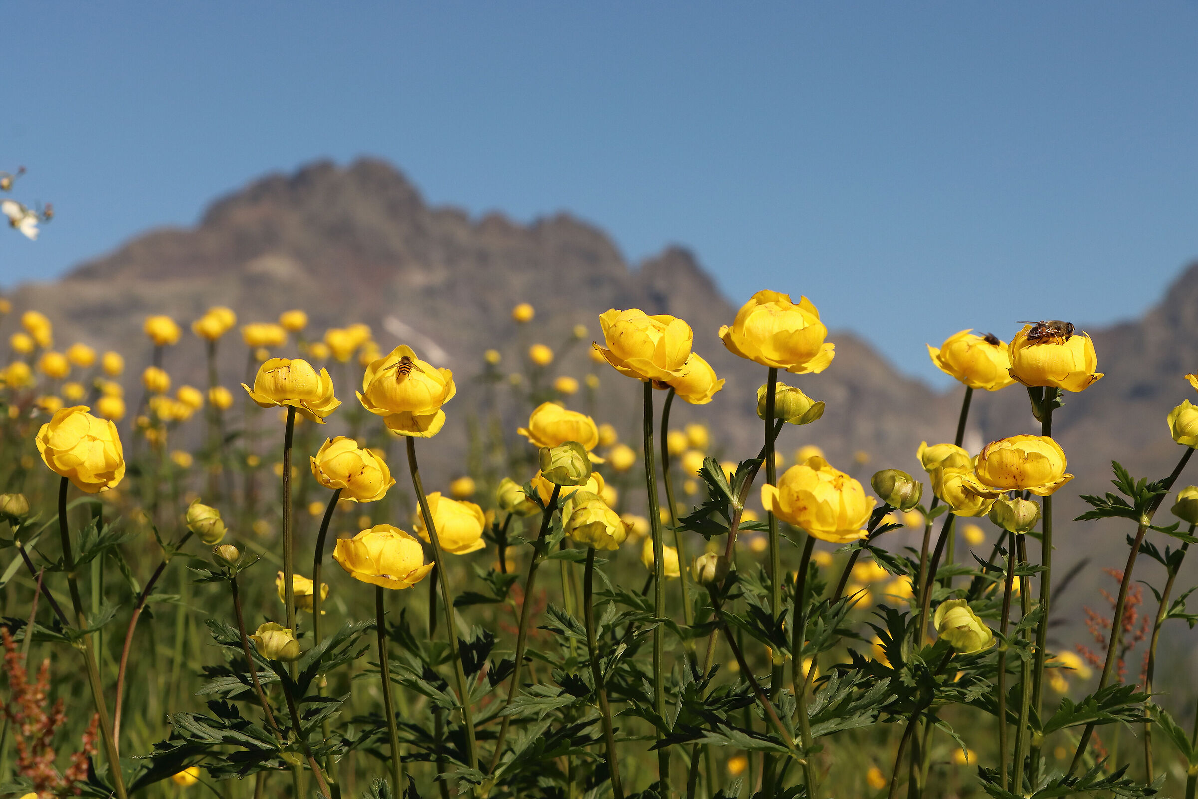 the golden buttons of Coca