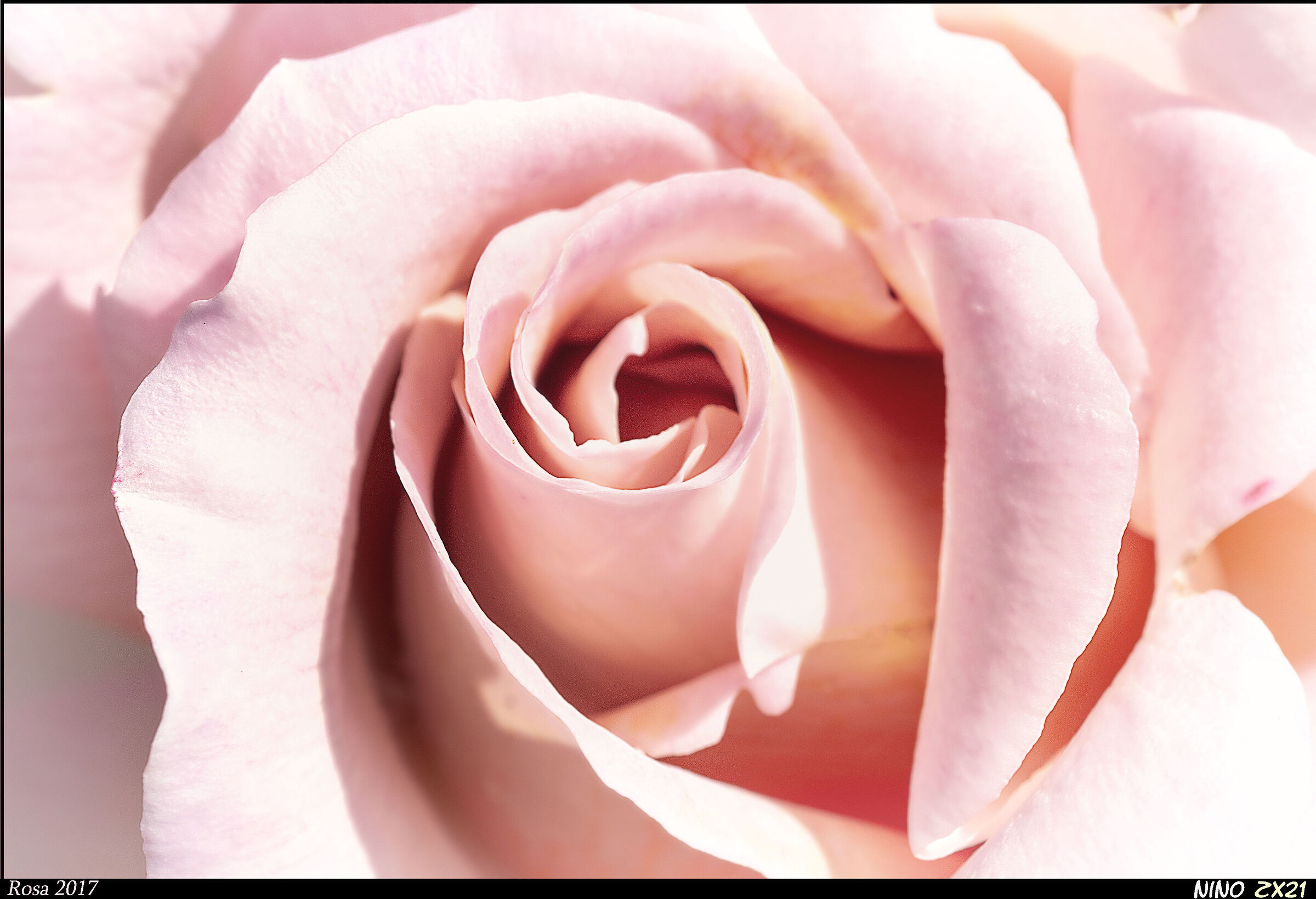 Rosa