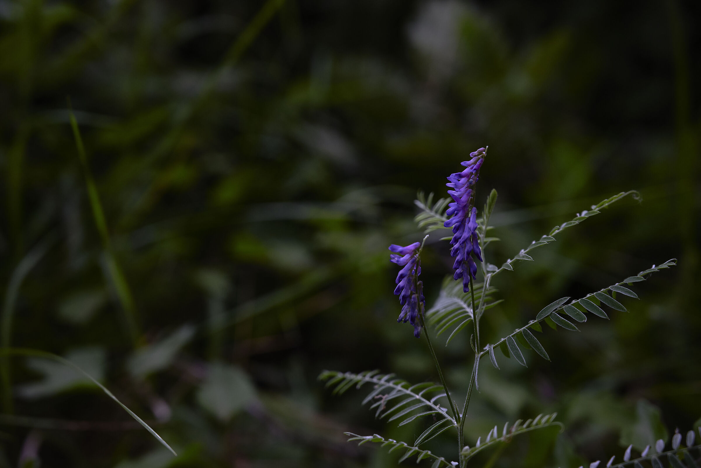Nell'oscurità del Bosco!