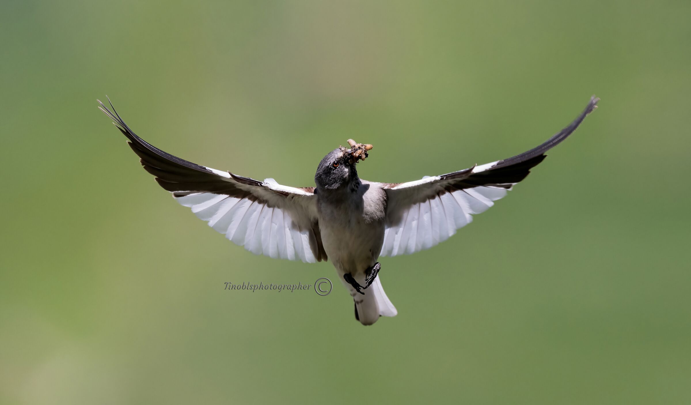 Fringuello alpino (Montifringilla nivalis)