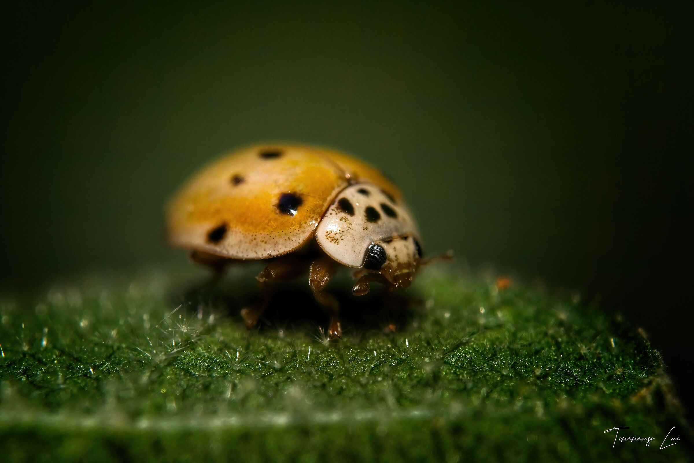 Yellow ladybug