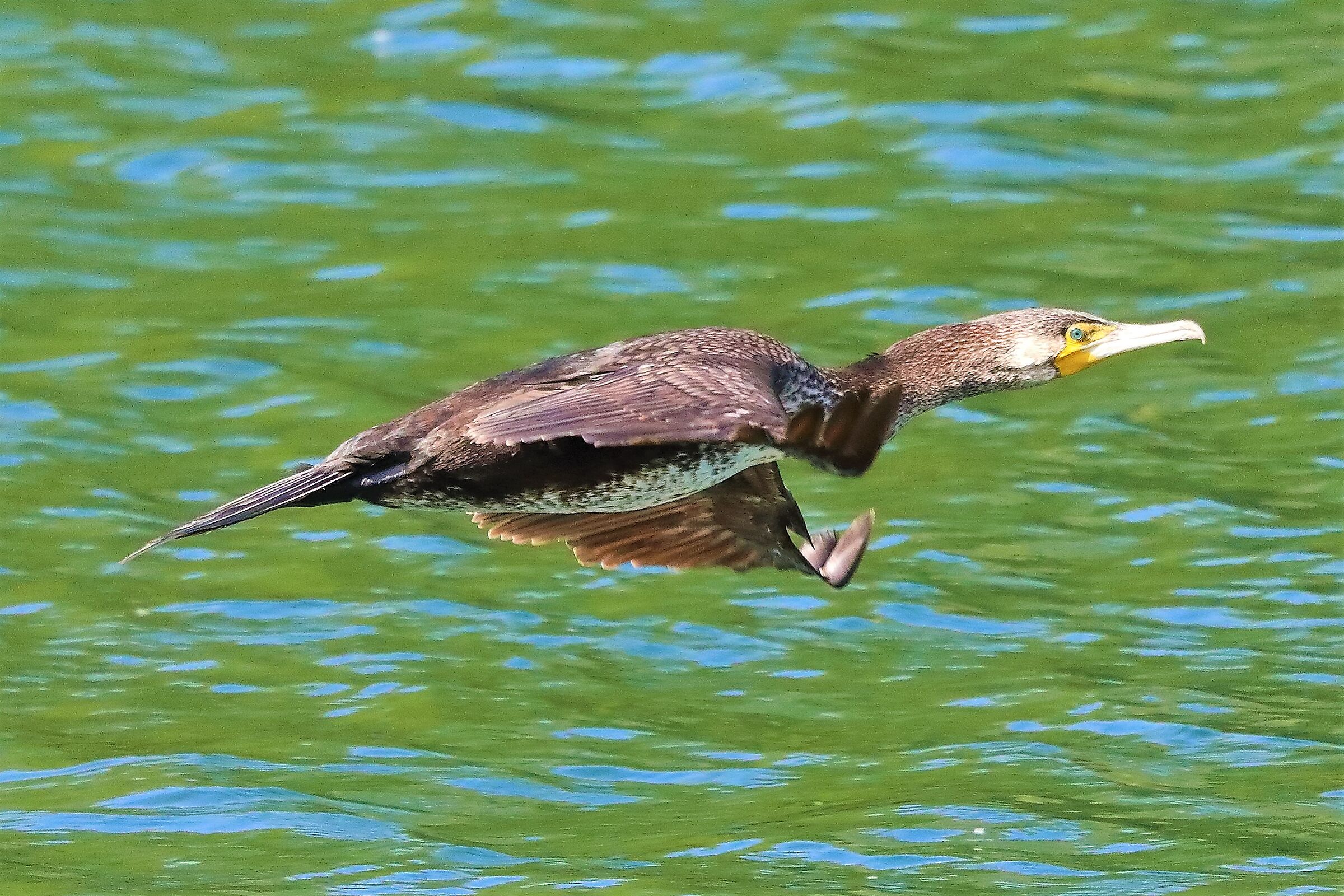 cormorano 10-05-2022