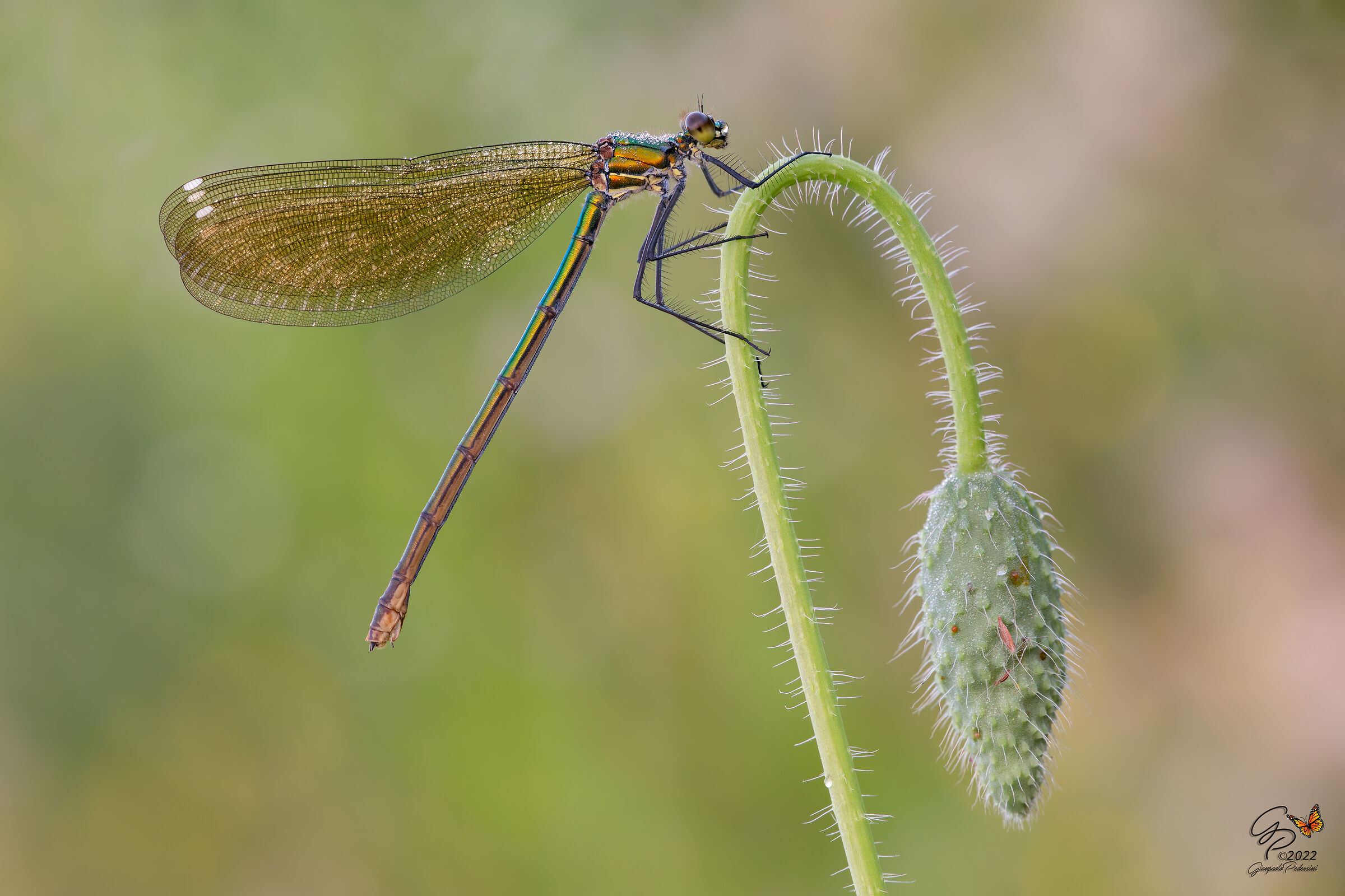 Calopteryx splendens (femmina)
