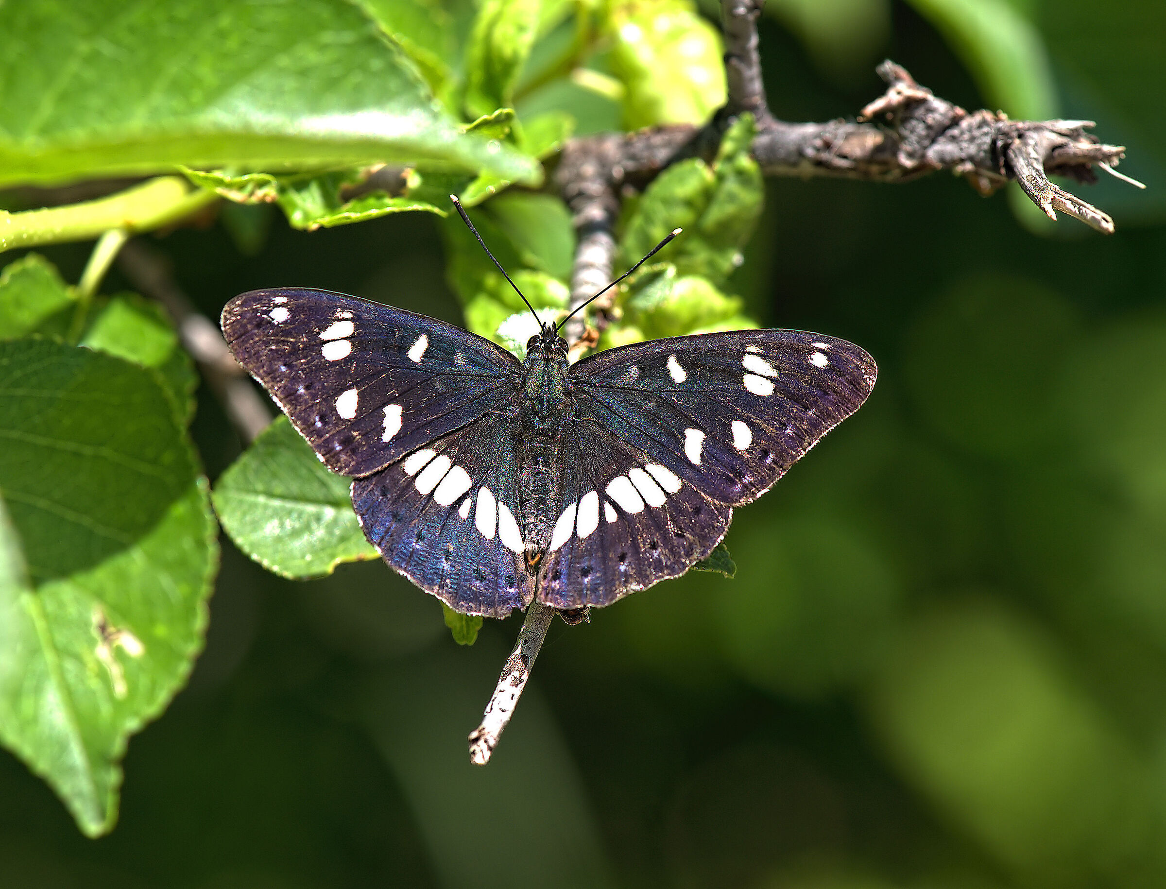 Limenitis reducta
