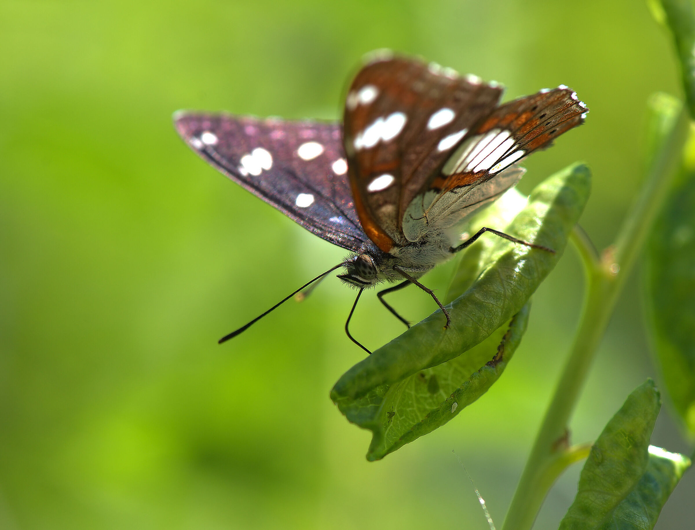 Limenitis reducta