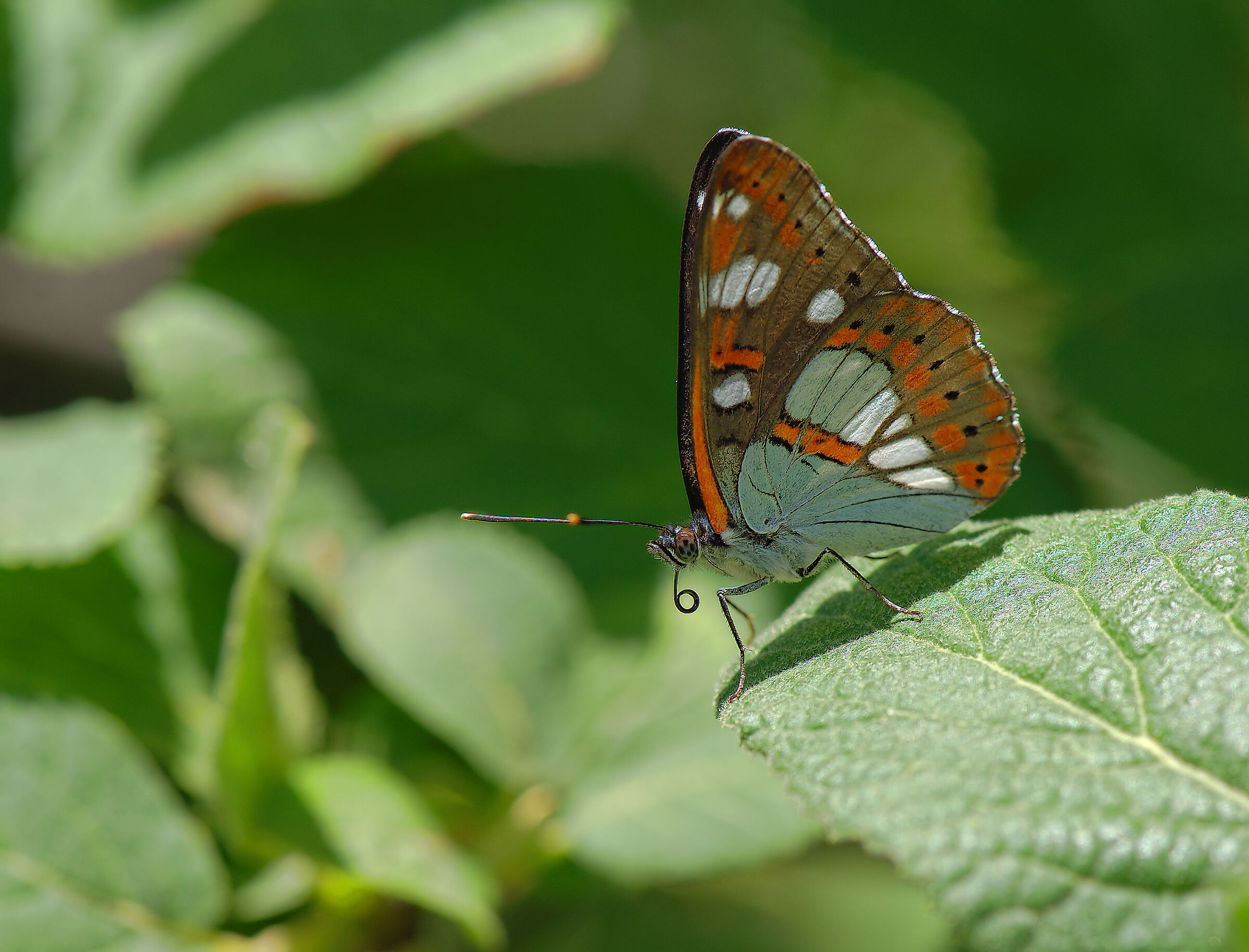 Limenitis reducta